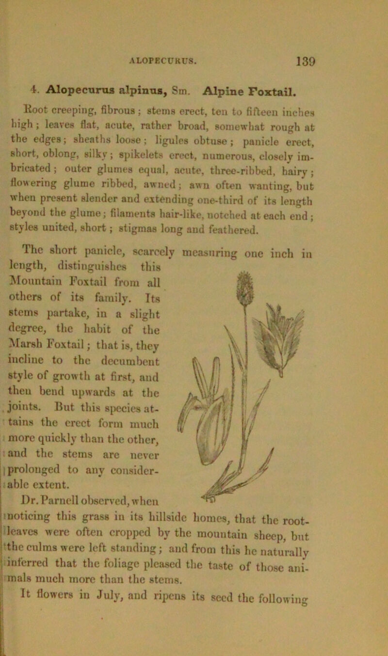 4. Alopecurns alpinus, Sin. Alpine Foxtail. Root creeping, fibrous; stems erect, ten to fifteen inches high; leaves flat, acute, rather broad, somewhat rough at the edges; sheaths loose; ligules obtuse; panicle erect, short, oblong, silky; spikelets erect, numerous, closely im- bricated ; outer glumes equal, acute, three-ribbed, hairy ; flowering glume ribbed, swned; awn often wanting, but when present slender and extending one-third of its length beyond the glume; filaments hair-like, notched at each end ; styles united, short; stigmas loug and feathered. The short panicle, scarcely measuring one inch in length, distinguishes this Mountain Foxtail from all others of its family. Its stems partake, in a slight degree, the habit of the Marsh Foxtail; that is, they incline to the decumbent style of growth at first, and then bend upwards at the joints. But this species at- tains the erect form much more quickly than the other, and the stems are never 'prolonged to any consider- able extent. l)r. Parnell observed, when noticing this grass in its hillside homes, that the root- leaves were often cropped by the mountain sheep, but the culms were left standing; and from this he naturally inferred that the foliage pleased the taste of those ani- mals much more than the sterns. It flowers in July, and ripeus its seed the followin'-