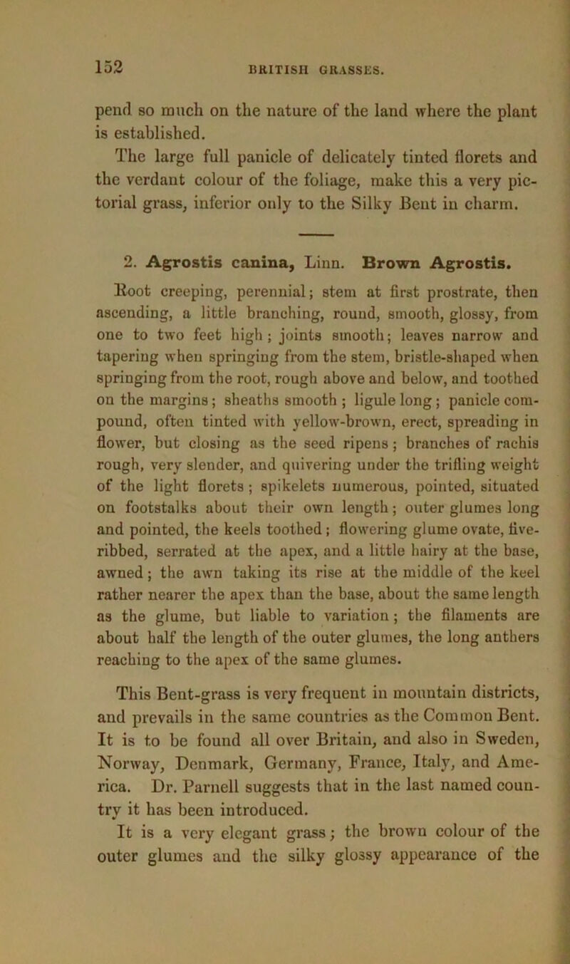 pend so much on the nature of the land where the plant is established. The large full panicle of delicately tinted florets and the verdant colour of the foliage, make this a very pic- torial grass, inferior only to the Silky Bent in charm. 2. Agrostis canina, Linn. Brown Agrostis. Boot creeping, perennial; stem at first prostrate, then ascending, a little branching, round, smooth, glossy, from one to two feet high; joints smooth; leaves narrow and tapering when springing from the stem, bristle-shaped when springing from the root, rough above and below, and toothed on the margins; sheaths smooth ; ligule long; panicle com- pound, often tinted with yellow-brown, erect, spreading in flower, but closing as the seed ripens; branches of rachis rough, very slender, and quivering under the trifling weight of the light florets ; spikelets numerous, pointed, situated on footstalks about their own length; outer glumes long and pointed, the keels toothed ; flowering glume ovate, five- ribbed, serrated at the apex, and a little hairy at the base, awned; the awn taking its rise at the middle of the keel rather nearer the apex than the base, about the same length as the glume, but liable to variation ; the filaments are about half the length of the outer glumes, the long anthers reaching to the apex of the same glumes. This Bent-grass is very frequent in mountain districts, and prevails in the same countries as the Common Bent. It is to be found all over Britain, and also in Sweden, Norway, Denmark, Germany, France, Italy, and Ame- rica. Dr. Parnell suggests that in the last named coun- try it has been introduced. It is a very elegant grass; the brown colour of the outer glumes and the silky glossy appearance of the