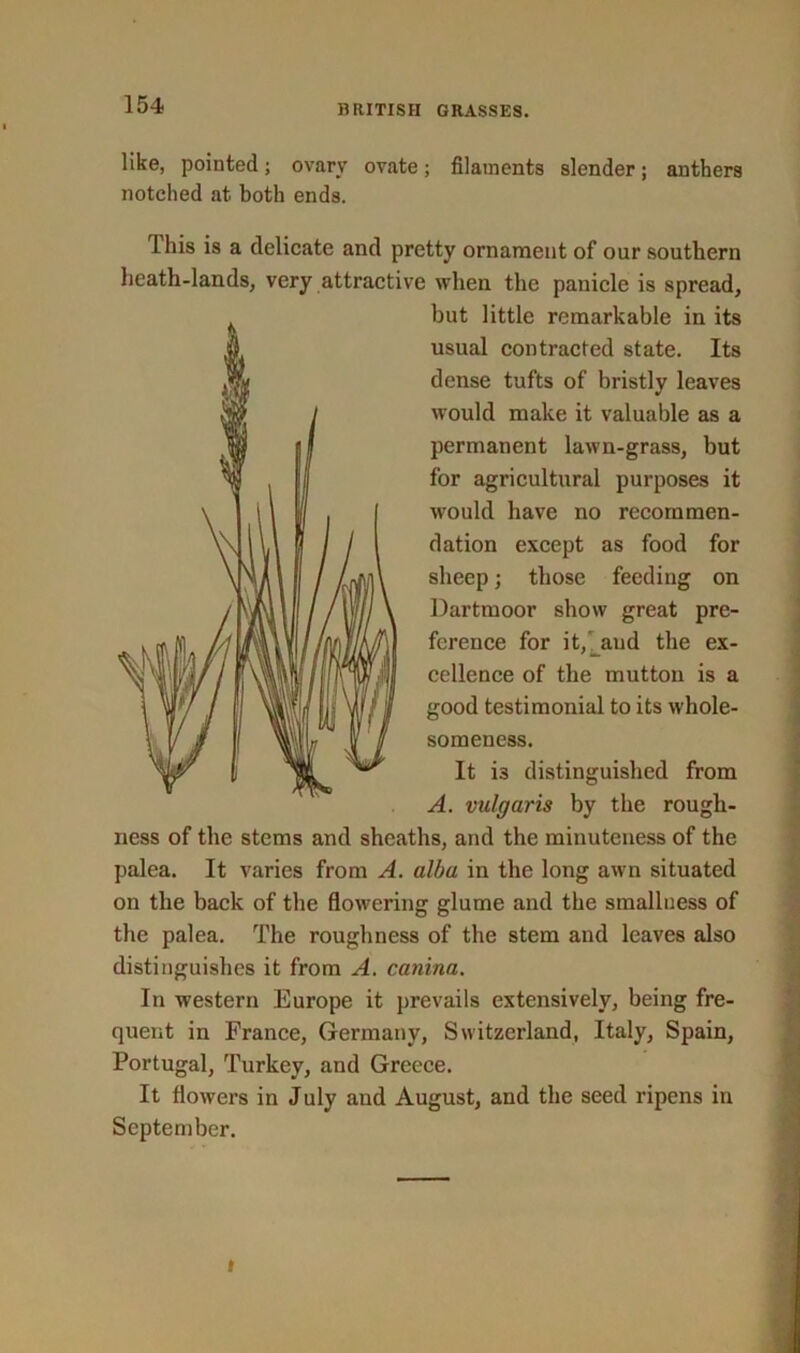 like, pointed; ovary ovate; filaments slender; anthers notched at both ends. 1 his is a delicate and pretty ornament of our southern heath-lands, very attractive when the panicle is spread, but little remarkable in its usual contracted state. Its dense tufts of bristly leaves would make it valuable as a permanent lawn-grass, but for agricultural purposes it would have no recommen- dation except as food for sheep; those feeding on Dartmoor show great pre- ference for it, and the ex- cellence of the mutton is a good testimonial to its whole- someness. It i3 distinguished from A. vulgaris by the rough- ness of the stems and sheaths, and the minuteness of the palea. It varies from A. alba in the long awn situated on the back of the flowering glume and the smallness of the palea. The roughness of the stem and leaves also distinguishes it from A. canina. In western Europe it prevails extensively, being fre- quent in France, Germany, Switzerland, Italy, Spain, Portugal, Turkey, and Greece. It flowers in July and August, and the seed ripens in September. i