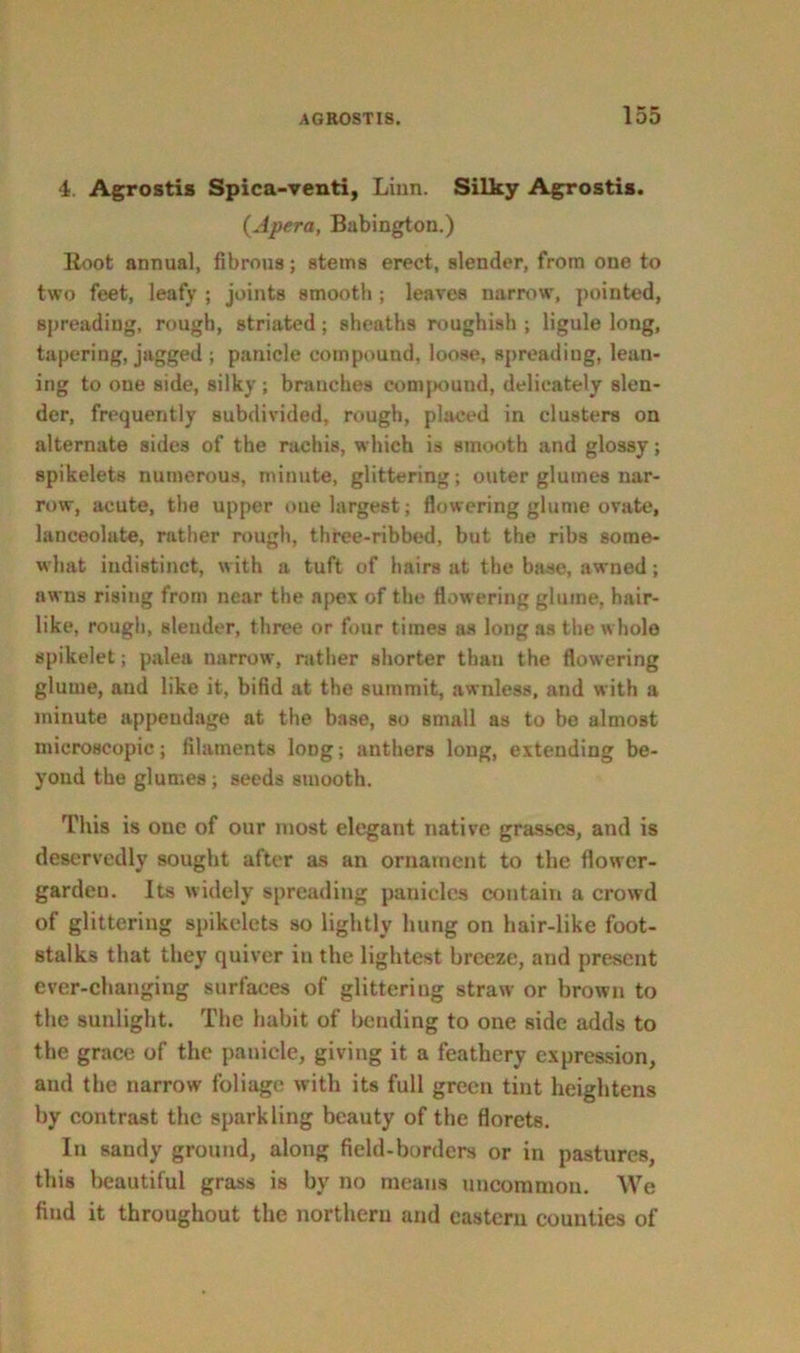 4. Agrostis Spica-venti, Linn. Silky Agrostis. (Apera, Babington.) Boot annual, fibrous; stems erect, slender, from one to two feet, leafy ; joints smooth ; leaves narrow, pointed, spreading, rough, striated; sheaths roughish ; ligule long, tapering, jagged ; panicle compound, loose, spreading, lean- ing to one side, silky; branches compouud, delicately slen- der, frequently subdivided, rough, placed in clusters on alternate sides of the rachis, which is smooth and glossy; spikelets numerous, minute, glittering; outer glumes nar- row, acute, the upper one largest; flowering glume ovate, lanceolate, rather rough, three-ribbed, but the ribs some- what indistinct, with a tuft of hairs at the base, awned; awns rising from near the apex of the flowering glume, hair- like, rough, slender, three or four times as long as the whole spikelet; palea narrow, rather shorter than the flowering glume, and like it, bifid at the summit, awnless, and with a minute appendage at the base, so small as to be almost microscopic ; filaments loDg; anthers long, extending be- yond the glumes; seeds smooth. This is one of our most elegant native grasses, and is deservedly sought after as an ornament to the flower- garden. Its widely spreading panicles contain a crowd of glittering spikelets so lightly hung on hair-like foot- stalks that they quiver in the lightest breeze, and present ever-changing surfaces of glittering straw or brown to the sunlight. The habit of bending to one side adds to the grace of the panicle, giving it a feathery expression, and the narrow foliage with its full green tint heightens by contrast the sparkling beauty of the florets. In sandy ground, along field-borders or in pastures, this beautiful grass is by no means uncommon. We find it throughout the northern and eastern counties of