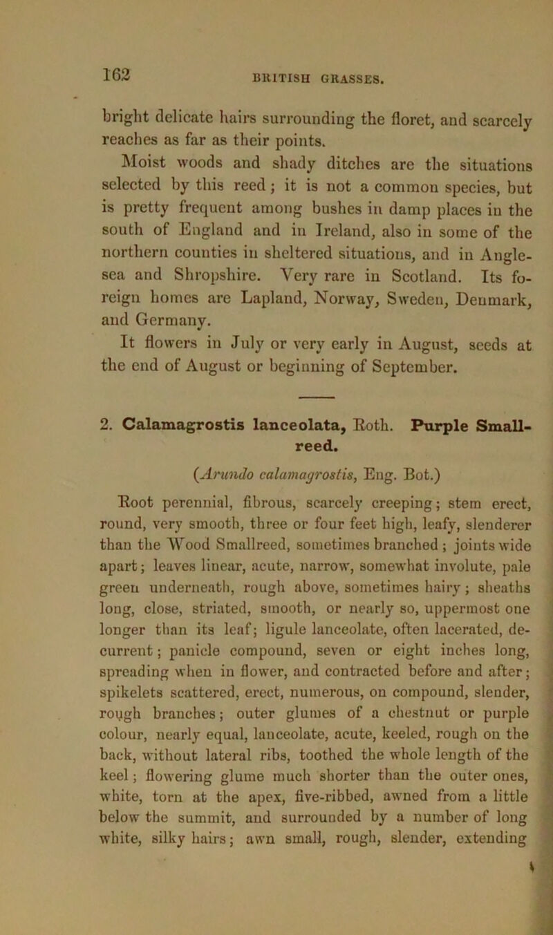 bright delicate hairs surrounding the floret, and scarcely reaches as far as their points. Moist woods and shady ditches are the situations selected by this reed; it is not a common species, but is pretty frequent among bushes in damp places in the south of England and in Ireland, also in some of the northern counties in sheltered situations, and in Angle- sea and Shropshire. Very rare in Scotland. Its fo- reign homes are Lapland, Norway, Sweden, Denmark, and Germany. It flowers in July or very early in August, seeds at the end of August or beginning of September. 2. Calamagrostis lanceolata, Both. Purple Small- reed. (Arundo calamagrostis, Eng. Bot.) Boot perennial, fibrous, scarcely creeping; stem erect, round, very smooth, three or four feet high, leafy, slenderer than the Wood Smallreed, sometimes branched ; joints wide apart; leaves linear, acute, narrow, somewhat involute, pale green underneath, rough above, sometimes hairy; sheaths long, close, striated, smooth, or nearly so, uppermost one longer than its leaf; ligule lanceolate, often lacerated, de- current ; panicle compound, seven or eight inches long, spreading when in flower, and contracted before and after; spikelets scattered, erect, numerous, on compound, slender, rough branches; outer glumes of a chestnut or purple colour, nearly equal, lanceolate, acute, keeled, rough on the back, without lateral ribs, toothed the whole length of the keel; flowering glume much shorter than the outer ones, white, torn at the apex, five-ribbed, awned from a little below the summit, and surrounded by a number of long white, silky hairs; awn small, rough, slender, extending