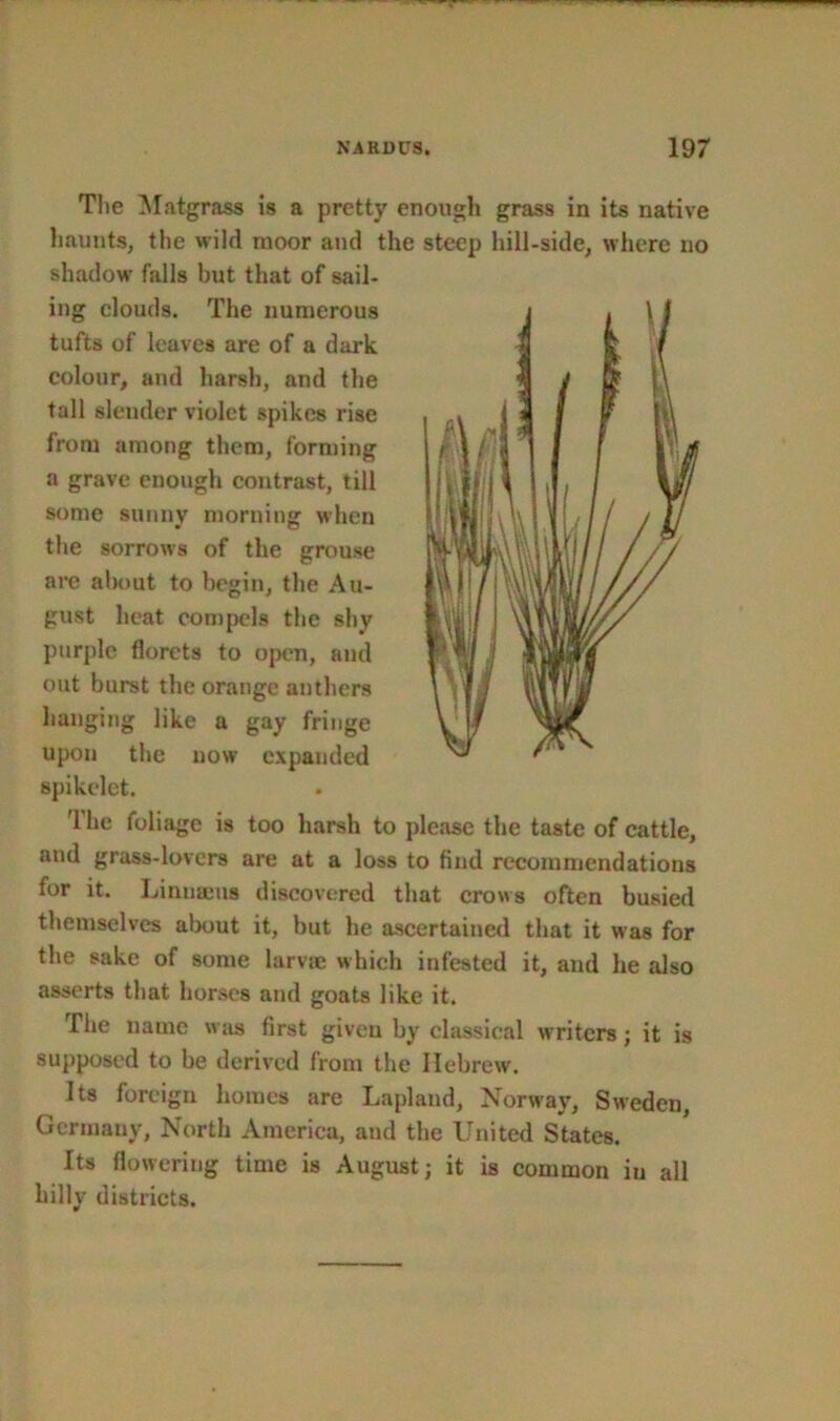 The Matgrass is a pretty enough grass in its native haunts, the wild moor and the steep hill-side, where no shadow falls but that of sail- ing clouds. The numerous tufts of leaves are of a dark colour, and harsh, and the tall slender violet spikes rise from among them, forming a grave enough contrast, till some sunny morning when the sorrows of the grouse are about to begin, the Au- gust heat compels the shy purple florets to open, and out burst the orange anthers hanging like a gay fringe upon the now expanded spikelet. '1 he foliage is too harsh to please the taste of cattle, and grass-lovers are at a loss to find recommendations for it. Linnaeus discovered that crows often busied themselves about it, but he ascertained that it was for the sake of some larvae which infested it, and he also asserts that horses and goats like it. The name was first given by classical writers; it is supposed to be derived from the Hebrew. Its foreign homes are Lapland, Norway, Sweden, Germany, North America, and the United States. Its flowering time is August; it is common iu all hilly districts.