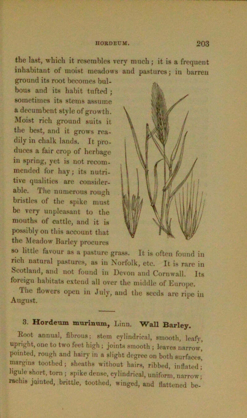 the last, which it resembles very much; it is a frequent inhabitant of moist meadows and pastures; in barren ground its root becomes bul- bous and its habit tufted ; sometimes its stems assume a decumbent style of growth. Moist rich ground suits it the best, and it grows rea- dily in chalk lands. It pro- duces a fair crop of herbage in spring, yet is not recom- mended for hay; its nutri- tive qualities are consider- able. The numerous rough bristles of the spike must be very unpleasant to the mouths of cattle, and it is possibly on this account that the Meadow Barley procures so little favour as a pasture grass. It is often found in rich natural pastures, as in Norfolk, etc. It is rare in Scotland, and not found in Devon and Cornwall. Its foreign habitats extend all over the middle of Europe. The flowers open in July, and the seeds are ripe in August. 3. Hordeum murinum, Linn. Wall Barley. Root annual, fibrous; stem cylindrical, smooth, leafy, upright, one to two feet high ; joints smooth ; leaves narrow, pointed, rough and hairy in a slight degree on both surfaces! margins toothed ; sheaths without hairs, ribbed, inflated; hgule short, torn ; spike dense, cylindrical, uniform, narrow,' raclus jointed, brittle, toothed, winged, and flattened be-'