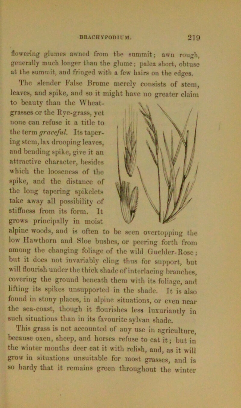 flowering glumes awned from tlie summit ; awn rough, generally much longer than the glume; palea short, obtuse at the summit, and fringed with a few hairs on the edges. The slender False Rrome merely consists of stem, leaves, and spike, and so it might have no greater claim to beauty than the Wheat- grasses or the Rye-grass, yet none can refuse it a title to the term graceful. Its taper- ing stem, lax drooping leaves, and bending spike, give it an attractive character, besides which the looseness of the spike, and the distance of the long tapering spikelets take away all possibility of stiffness from its form. It grows principally in moist alpine woods, and is often to be seen overtopping the low Hawthorn and Sloe bushes, or peering forth from among the changing foliage of the wild Guelder-Rose; but it does not invariably cling thus for support, but will flourish under the thick shade of interlacing branches covering the ground beneath them with its foliage, and lifting its spikes unsupported in the shade. It is also found in stony places, in alpine situations, or even near the sea-coast, though it flourishes less luxuriantly in such situations than in its favourite sylvan shade. This grass is not accounted of any use in agriculture because oxen, sheep, and horses refuse to eat it; but in the winter months deer cat it with relish, and, as it will grow in situations unsuitable for most grasses, and is so hardy that it remains green throughout the winter
