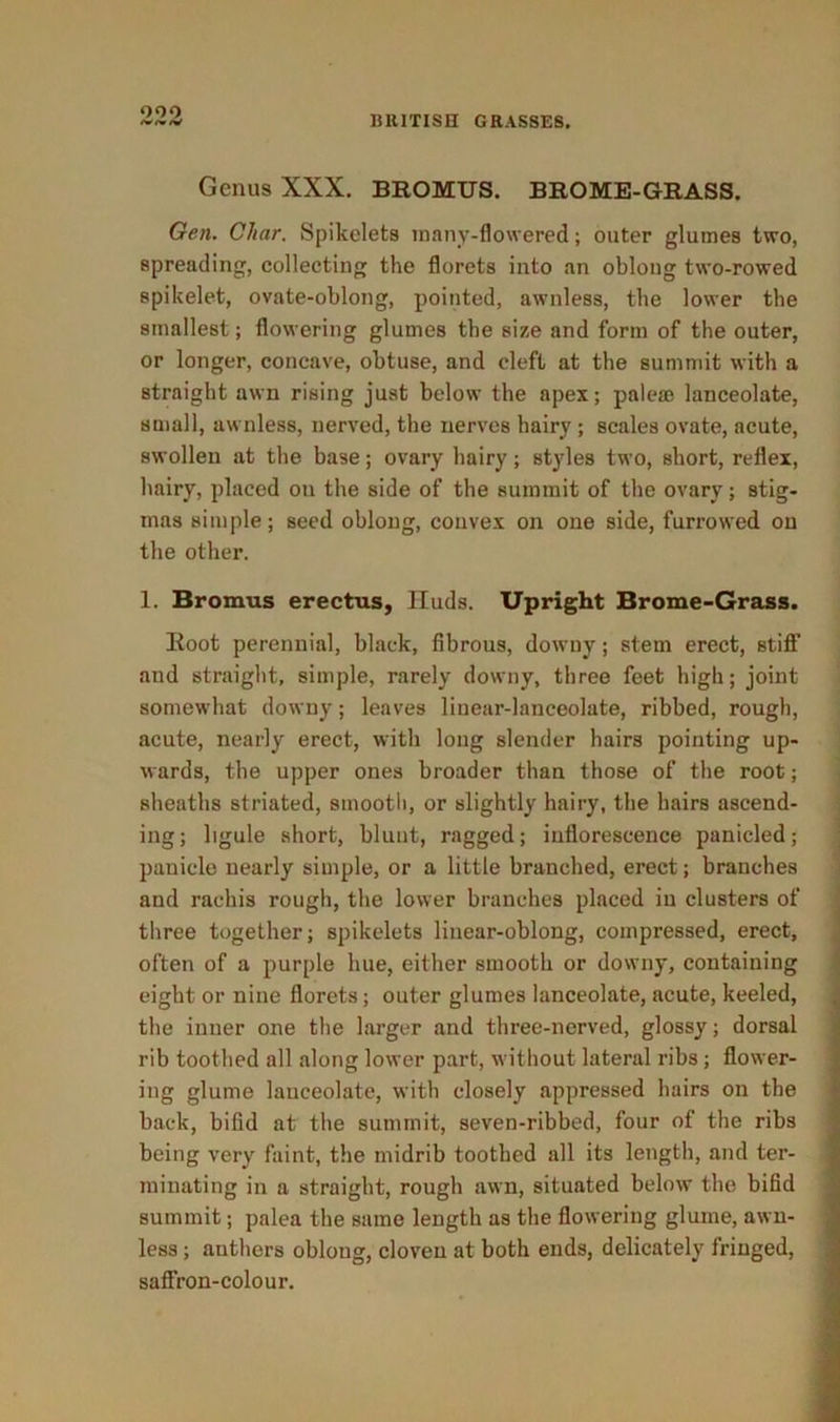 Genus XXX. BROMUS. BROME-GRASS. Geti. Char. Spikelets many-flowered; outer glumes two, spreading, collecting the florets into an oblong two-rowed spikelet, ovate-oblong, pointed, awnless, the lower the smallest; flowering glumes the size and form of the outer, or longer, concave, obtuse, and cleft at the summit with a straight awn rising just below the apex; pale® lanceolate, small, awnless, nerved, the nerves hairy ; scales ovate, acute, swollen at the base; ovary hairy; styles two, short, reflex, hairy, placed on the side of the summit of the ovary; stig- mas simple; seed oblong, convex on one side, furrowed on the other. 1. Bromus erectus, Iluds. Upright Brome-Grass. Root perennial, black, fibrous, dowuy; stem erect, Btiff and straight, simple, rarely downy, three feet high; joint somewhat downy; leaves linear-lanceolate, ribbed, rough, acute, nearly erect, with long slender hairs pointing up- wards, the upper ones broader than those of the root; sheaths striated, smooth, or slightly hairy, the hairs ascend- ing; ligule short, blunt, ragged; inflorescence panicled; panicle nearly simple, or a little branched, erect; branches and rachis rough, the lower branches placed in clusters of three together; spikelets liuear-oblong, compressed, erect, often of a purple hue, either smooth or downy, containing eight or nine florets; outer glumes lanceolate, acute, keeled, the inner one the larger and three-nerved, glossy; dorsal rib toothed all along lower part, without lateral ribs; flower- ing glume lanceolate, with closely appressed hairs on the back, bifid at the summit, seven-ribbed, four of the ribs being very faint, the midrib toothed all its length, and ter- minating in a straight, rough awn, situated below the bifid summit; palea the same length as the flowering glume, awn- less ; anthers oblong, cloven at both ends, delicately fringed, saffron-colour.