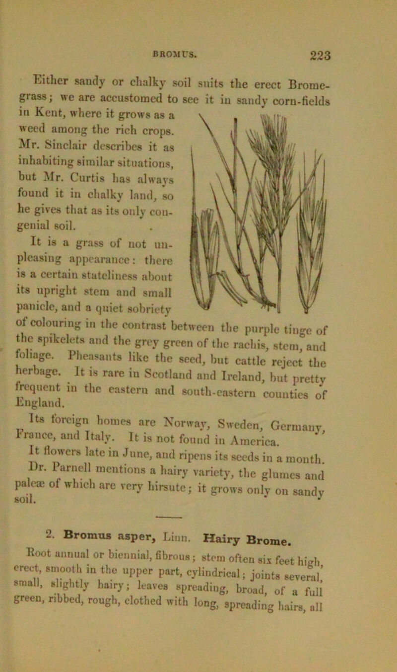 Either sandy or chalky soil suits the erect Brome- grass; we are accustomed to see it in sandy corn-fields in Kent, where it grows as a weed among the rich crops. Mr. Sinclair describes it as inhabiting similar situations, but Mr. Curtis has always found it in chalky land, so he gives that as its only con- genial soil. It is a grass of not un- pleasing appearance: there is & certain stateliness about its upright stem and small panicle, and a quiet sobriety of colouring in the contrast between the purple tinge of the spikelets and the grey green of the rachis, stem, and foliage. Pheasants like the seed, but cattle reject the herbage. It is rare in Scotland and Ireland, but pretty frequent in the eastern and south-eastern counties of England. Its foreign homes are Norway, Sweden, Germany, France, and Italy. It is not found in America. It flowers late in June, and ripens its seeds in a month. . >r. Parnell mentions a hairy variety, the glumes and paleae of which are very hirsute; it grows only on sandy KOI I  J 2. Bromus asper, Linn. Hairy Brome. Root annual or biennial, fibrous; stem often six feet high erect smooth in the upper part, cylindrical; joints several’ small, slightly hairy; leaves spreading, broad, of a full’ green, ribbed, rough, clothed with long, spreading hairs all