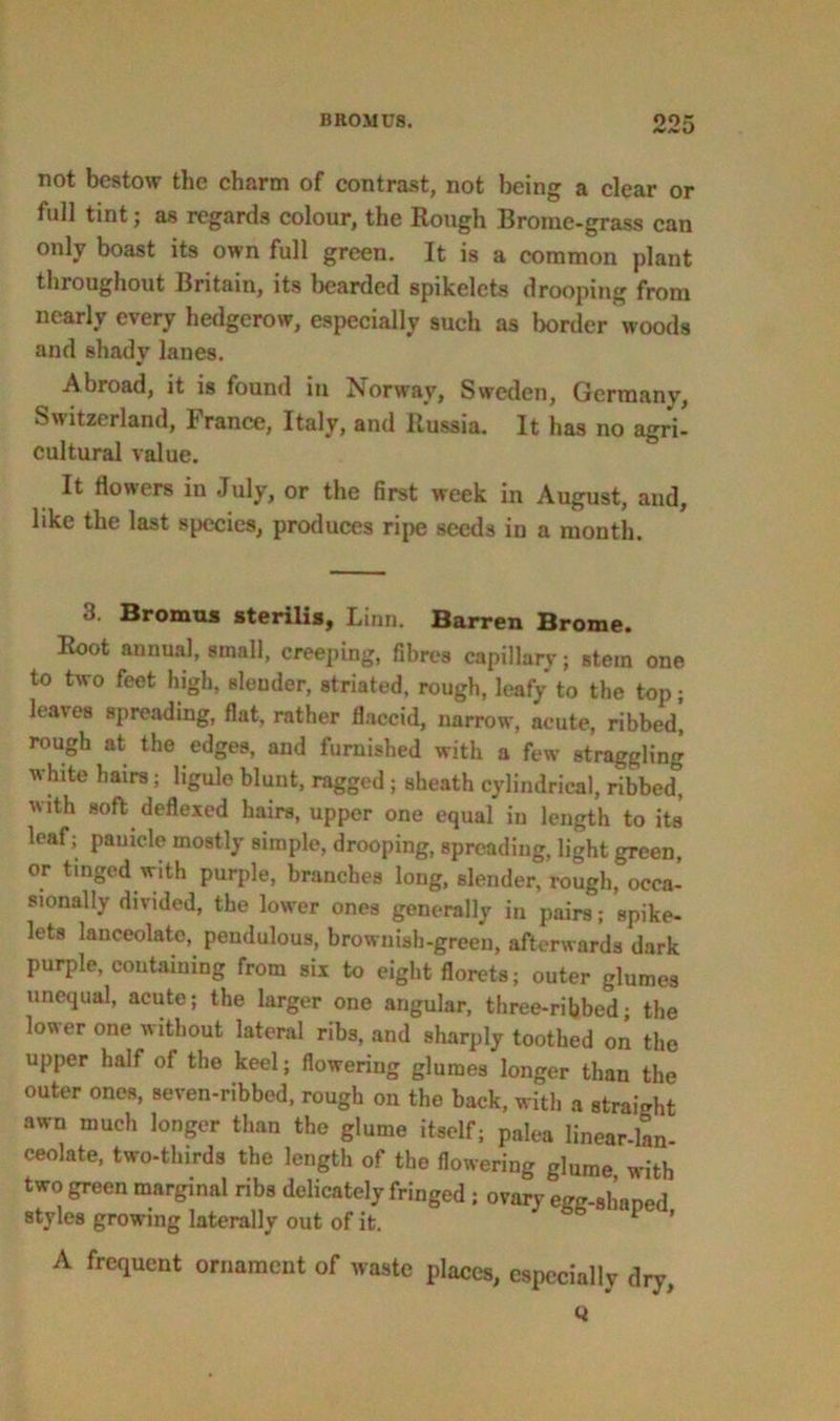 not bestow the charm of contrast, not being a clear or full tint; as regards colour, the Rough Brome-grass can only boast its own full green. It is a common plant throughout Britain, its bearded spikelets drooping from nearly every hedgerow, especially such as border woods and shady lanes. Abroad, it is found in Norway, Sweden, Germany, Switzerland, France, Italy, and Russia. It has no agri- cultural value. It flowers in July, or the first week in August, and, like the last species, produces ripe seeds in a month. 3. Bromus sterilis, Linn. Barren Brome. Root annual, small, creeping, fibres capillary; stem one to two feet high, slender, striated, rough, leafy to the top; leaves spreading, flat, rather flaccid, narrow, acute, ribbed, rough at the edges, and furnished with a few straggling white hairs; ligule blunt, ragged ; sheath cylindrical, ribbed, with soft deflexed hairs, upper one equal in length to its leaf; panicle mostly simple, drooping, spreading, light green, or tinged with purple, branches long, slender, rough, occa- sionally divided, the lower ones generally in pairs; spike- lets lanceolate, pendulous, brownish-green, afterwards dark purple, containing from six to eight florets; outer glumes unequal, acute; the larger one angular, three-ribbed; the lower one without lateral ribs, and sharply toothed on the upper half of the keel; flowering glumes longer than the outer ones, seven-ribbed, rough on the back, with a straight awn much longer than the glume itself; palea linear-lL ceolate, two-thirds the length of the flowering glume with two green marginal ribs delicately fringed ; ovary egg-8haned styles growing laterally out of it. ^ ’ A frequent ornament of waste places, especially dry,