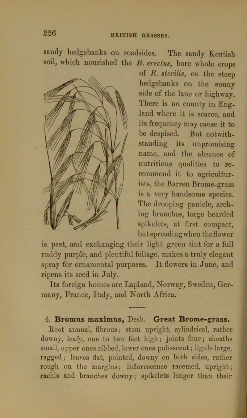 sandy hedgebanks on roadsides. The sandy Kentish soil, which nourished the B. erectus, bore whole crops of B. steri/is, on the steep hedgebanks on the sunny side of the lane or highway. There is no county in Eng- land where it is scarce, and its frequency may cause it to be despised. But notwith- standing its unpromising name, and the absence of nutritious qualities to re- commend it to agricultur- ists, the Barren Brome-grass is a very handsome species. The drooping panicle, arch- ing branches, large bearded spikelcts, at first compact, but spreading when theflower is past, and exchanging their light green tint for a full ruddy purple, and plentiful foliage, makes a truly elegant spray for ornamental purposes. It flowers in June, and ripens its seed in July. Its foreign homes are Lapland, Norway, Sweden, Ger- many, France, Italy, and North Africa. 4. Bromus maximus, Desk. Great Brome-grass. Boot annual, fibrous; stem upright, cylindrical, rather downy, leafy, oue to two feet high; joints four; sheaths small, upper ones ribbed, lower ones pubescent; ligule large, ragged; leaves flat, pointed, downy on both sides, rather rough on the margins; inflorescence racemed, upright; rachis and branches downy; spikelets longer than their