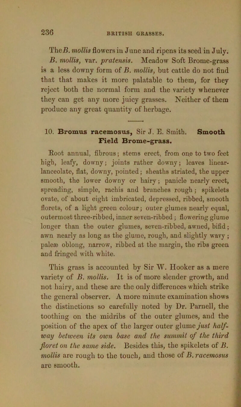 TheB. mollis flowers iu June and ripens its seed in July. B. mollis, var. pratensis. Meadow Soft Brome-grass is a less downy form of B. mollis, but cattle do not find that that makes it more palatable to them, for they reject both the normal form and the variety whenever they can get any more juicy grasses. Neither of them produce any great quantity of herbage. 10. Bromus racemosus, Sir J. E. Smith. Smooth Field Brome-grass. Root annual, fibrous; stems erect, from on,e to two feet high, leafy, downy; joints rather downy; leaves linear- lanceolate, flat, downy, pointed; sheaths striated, the upper smooth, the lower downy or hairy; panicle nearly erect, spreading, simple, rachis and branches rough ; spikelets ovate, of about eight imbricated, depressed, ribbed, smooth florets, of a light green colour; outer glumes nearly equal, outermost three-ribbed, inner seven-ribbed ; flowering glume longer than the outer glumes, seven-ribbed, awned, bifid; awn nearly as long as the glume, rough, and slightly wavy ; pale® oblong, narrow, ribbed at the margin, the ribs green and fringed with white. This grass is accounted by Sir W. Hooker as a mere variety of B. mollis. It is of more slender growth, and not hairy, and these are the only differences which strike the general observer. A more minute examination shows the distinctions so carefully noted by Dr. Parnell, the toothing on the midribs of the outer glumes, and the position of the apex of the larger outer glume just half- way between its own base and the summit of the third floret on the same side. Besides this, the spikelets of B. mollis are rough to the touch, and those of B. racemosus are smooth.
