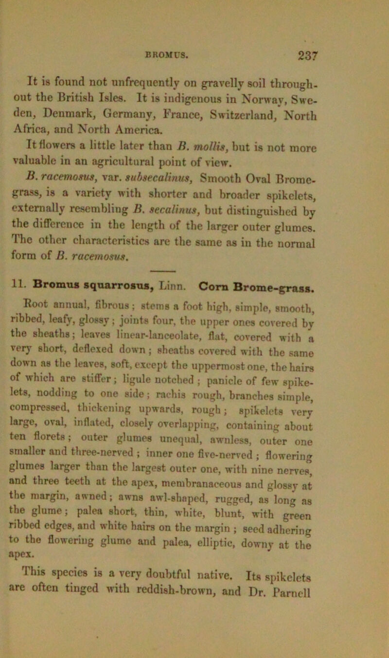 It is found not unfrequently on gravelly soil through- out the British Isles. It is indigenous in Norway, Swe- den, Denmark, Germany, France, Switzerland, North Africa, and North America. It dowers a little later than B. mollis, hut is not more valuable in an agricultural point of view. B. racemosus, var. subsecalinus, Smooth Oval Bromc- grass, is a variety with shorter and broader spikelets, externally resembling B. secalinus, but distinguished by the difference in the length of the larger outer glumes. The other characteristics are the same as in the normal form of B. racemosus. II- Bronius sqwarrosus, Linn. Cora Bromo-grasi, Root annual, fibrous ; stems a foot high, simple, smooth, ribbed, leafy, glossy; joints four, the upper ones covered by the sheaths; leaves linear-lanceolate, flat, covered with a very short, deflexed down; sheaths covered with the same down as the leaves, soft, except the uppermost one, the hairs of which are stiffer; ligule notched ; panicle of few spike- lets, nodding to one side ; rachis rough, branches simple, compressed, thickening upwards, rough; spikelets very large, oval, inflated, closely overlapping, containing about ten florets; outer glumes unequal, awnless, outer one smaller and three-nerved ; inner one five-nerved ; flowering glumes larger than the largest outer one, with nine nerves, and three teeth at the apex, membranaceous and glossy at the margin, awned; awns awl-shaped, rugged, as long as the glume; palea short, thin, white, blunt, with green ribbed edges, and white hairs on the margin ; seed adhering to the flowering glume and palea, elliptic, downy at the apex. This species is a very doubtful native. Its spikelets are often tinged with reddish-brown, and Dr. Parnell