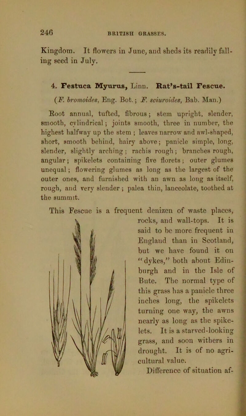 Kingdom. It flowers in June, and sheds its readily fall- ing seed in July. 4. Festuca Myurus, Linn. Rat’s-tail Fescue. (F. bromoides, Eng. Bot.; F. sciuroides, Bab. Man.) Boot annual, tufted, fibrous; stem upright, slender, smooth, cylindrical; joints smooth, three in number, the highest halfway up the stem ; leaves narrow and awl-shaped, short, smooth behind, hairy above; panicle simple, long, slender, slightly arching ; rachis rough; branches rough, angular; spikelets containing five florets; outer glumes unequal; flowering glumes as long as the largest of the outer ones, and furnished with an awn as long as itself, rough, and very slender ; palea thin, lanceolate, toothed at the summit. This Fescue is a frequent denizen of waste places, rocks, and wall-tops. It is said to he more frequent in England than in Scotland, but we have found it on “ dykes,” both about Edin- burgh and in the Isle of Bute. The normal type of this grass has a panicle three inches long, the spikelets turning one way, the awns nearly as long as the spike- lets. It is a starved-looking grass, and soon withers in drought. It is of no agri- cultural value. Difference of situation af-