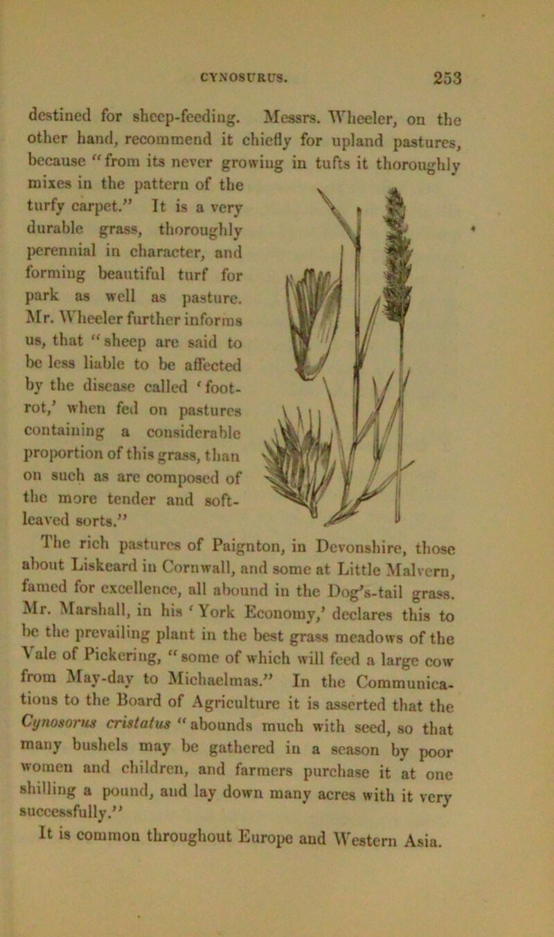 destined for sheep-feeding. Messrs. Wheeler, on other hand, recommend it chiefly for upland because from its never growing in tufts it mixes in the pattern of the turfy carpet.” It is a very durable grass, thoroughly jjerennial in character, and forming beautiful turf for park as well as pasture. Mr. Wheeler further informs us, that  sheep are said to be less liable to be affected by the disease called 'foot- rot/ when fed on pastures containing a considerable proportion of this grass, than on such as are composed of the more tender and soft- leaved sorts.” the pastures, thoroughly The rich pastures of Paignton, in Devonshire, those about Liskeard in Cornwall, and some at Little Malvern, famed for excellence, all abound in the Dog's-tail grass. Mr. Marshall, in his ( York Economy,’ declares this to be the prevailing plant in the best grass meadows of the Vale of Pickering, some of which will feed a large cow from May-day to Michaelmas.” In the Communica- tions to the Board of Agriculture it is asserted that the Ctjnosorus cristatus « abounds much with seed, so that many bushels may be gathered in a season by poor women and children, and farmers purchase it at one shilling a pound, and lay down many acres with it very successfully.” It is common throughout Europe and Western Asia. 4