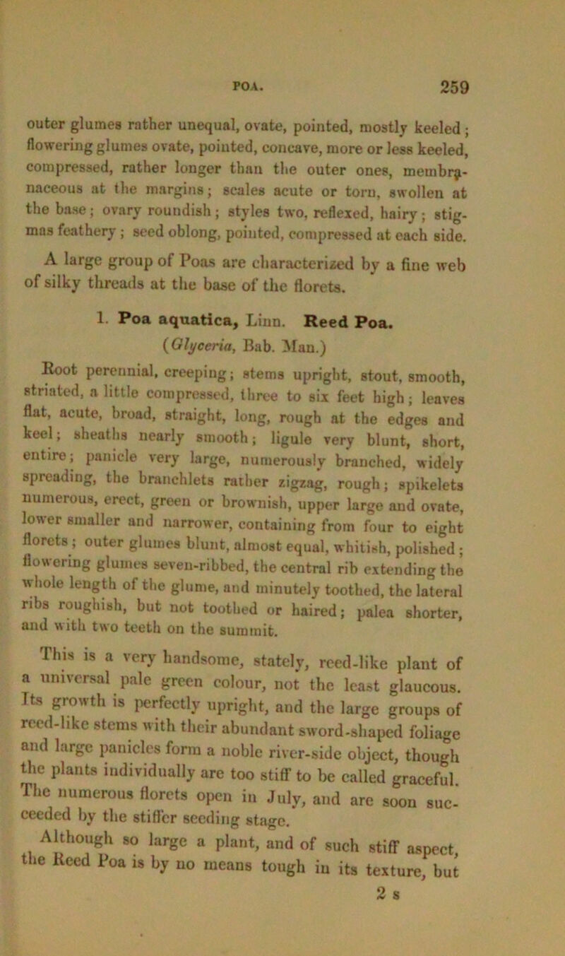 outer glumes rather unequal, ovate, pointed, mostly keeled ; flowering glumes ovate, pointed, concave, more or less keeled, compressed, rather longer than the outer ones, membra- naceous at the margins; scales acute or torn, swollen at the base; ovary roundish ; styles two, reflexed, hairy; stig- mas feathery ; seed oblong, pointed, compressed at each side. A large group of Poas are characterized by a fine web of silky threads at the base of the florets. 1. Poa aquatica, Linn. Reed Poa. (Glyceria, Bab. Man.) Root perennial, creeping; stems upright, stout, smooth, striated, a little compressed, three to six feet high; leaves flat, acute, broad, straight, long, rough at the edges and keel; sheaths nearly smooth; ligule very blunt, short, entire; panicle very large, numerously branched, widely spreading, the branehlets rather zigzag, rough; spikelets numerous, erect, green or brownish, upper large and ovate, lower smaller and narrower, containing from four to eight florets; outer glumes blunt, almost equal, whitish, polished ; flowering glumes seven-ribbed, the central rib extending the whole length of the glume, and minutely toothed, the lateral ribs roughish, but not toothed or haired; palea shorter, and with two teeth on the summit. This is a very handsome, stately, reed-like plant of a universal pale green colour, not the least glaucous. Tts growth is perfectly upright, and the large groups of reed-like stems with their abundant sword-shaped foliage and large panicles form a noble river-side object, though the plants individually are too stiff to be called graceful The numerous florets open in July, and are soon suc- ceeded by the stiller seeding stage. Although so large a plant, and of such stiff aspect t ie Keed Poa is by no means tough in its texture, but 2 s