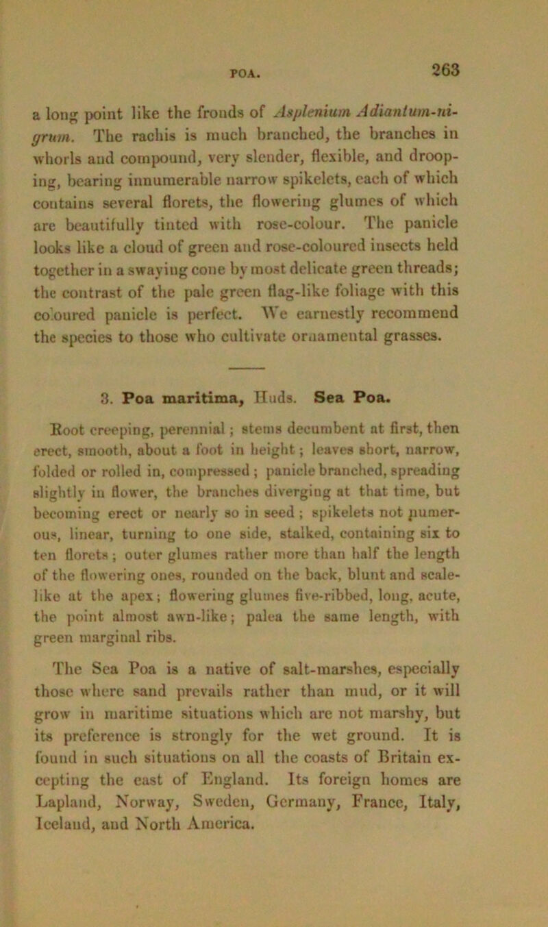 a long point like the fronds of Asplenium Adiantum-ni- grutn. The rachis is much branched, the branches in whorls and compound, very slender, flexible, and droop- ing, bearing innumerable narrow spikelets, each of which contains several florets, the flowering glumes of which arc beautifully tinted with rose-colour. The panicle looks like a cloud of green and rose-coloured insects held together in a swaying cone by most delicate green threads; the contrast of the pale green flag-like foliage with this coloured panicle is perfect. We earnestly recommend the species to those who cultivate ornamental grasses. 3. Poa maritima, Huds. Sea Poa. Boot creeping, perennial; stems decumbent at first, then erect, smooth, about a foot in height; leaves short, narrow, folded or rolled in, compressed ; panicle branched, spreading slightly in flower, the branches diverging at that time, but becoming erect or nearly so in seed ; spikelets not pumer- ous, linear, turning to one side, stalked, containing six to ten florets ; outer glumes rather more than half the length of the flowering ones, rounded on the back, blunt and scale- like at the apex; flowering glumes five-ribbed, long, acute, the point almost awn-like; palea the same length, with green marginal ribs. The Sea Poa is a native of salt-marshes, especially those where sand prevails rather than mud, or it will grow in maritime situations which are not marshy, but its preference is strongly for the wet ground. It is found in such situations on all the coasts of Britain ex- cepting the cast of England. Its foreign homes are Lapland, Norway, Sweden, Germany, France, Italy, Iceland, and North America.