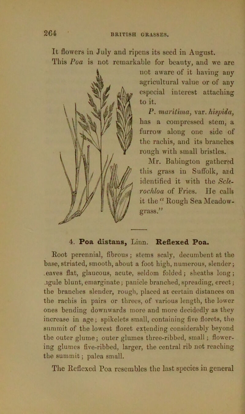 2C4 It flowers in July and ripens its seed in August. This Poa is not remarkable for beauty, and we are not aware of it having any agricultural value or of any especial interest attaching to it. P. mariiirna, var. hispida, has a compressed stem, a furrow along one side of the rachis, and its branches rough with small bristles. Mr. Babington gathered this grass in Suffolk, and identified it with the Scl(- rockloa of Fries. lie calls it the “ Hough Sea Meadow- grass.” 4. Poa distans, Linn. Reflexed Poa. Eoot perennial, fibrous; stems scaly, decumbent at the base, striated, smooth, about a foot high, numerous, slender; .eaves flat, glaucous, acute, seldom folded; sheaths long; .igule blunt, emarginate; panicle branched, spreading, erect; the branches slender, rough, placed at certain distances on the rachis in pairs or threes, of various length, the lower ones bending downwards more and more decidedly as they increase in age; spikelets small, containing five florets, the summit of the lowest floret extending considerably beyond the outer glume; outer glumes three-ribbed, small; flower- ing glumes five-ribbed, larger, the central rib not reaching the summit; palea small. The Reflexed Poa resembles the last species in general