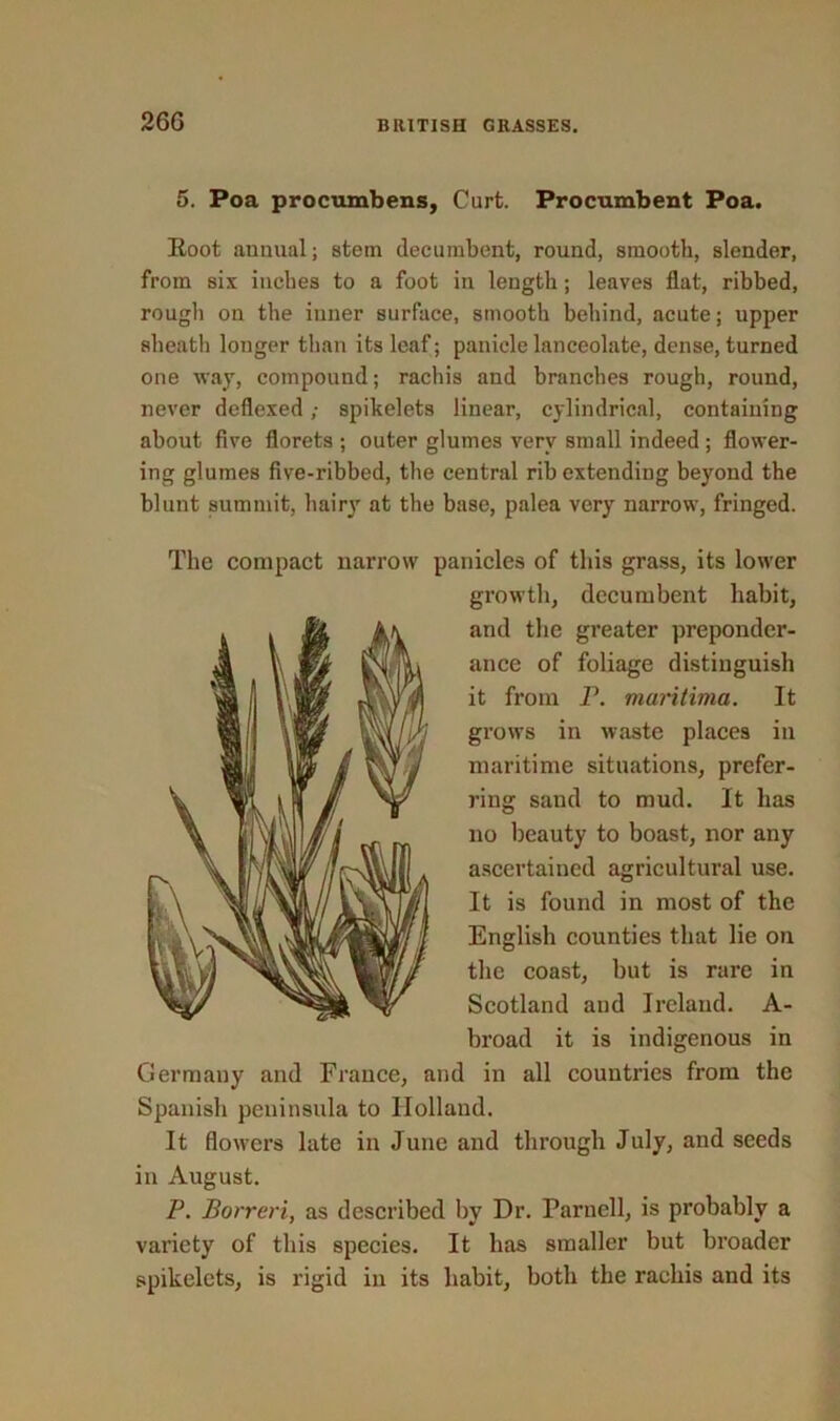 26G 5. Poa procumbens. Curt. Procumbent Poa. Root annual; stem decumbent, round, smooth, slender, from six inches to a foot in length; leaves flat, ribbed, rough on the inner surface, smooth behind, acute; upper sheath longer than its leaf; panicle lanceolate, dense, turned one way, compound; rachis and branches rough, round, never deflexed; spikelets linear, cylindrical, containing about five florets ; outer glumes very small indeed ; flower- ing glumes five-ribbed, the central rib extending beyond the blunt summit, hairy at the base, palea very narrow, fringed. The compact narrow panicles of this grass, its lower growth, decumbent habit, and the greater preponder- ance of foliage distinguish it from P. maritime!. It grows in waste places in maritime situations, prefer- ring sand to mud. It has no beauty to boast, nor any ascertained agricultural use. It is found in most of the English counties that lie on the coast, but is rare in Scotland and Ireland. A- broad it is indigenous in Germany and France, and in all countries from the Spanish peninsula to Holland. It flowers late in June and through July, and seeds in August. P. Borreri, as described by Dr. Parnell, is probably a variety of this species. It has smaller but broader spikelets, is rigid in its habit, both the rachis and its