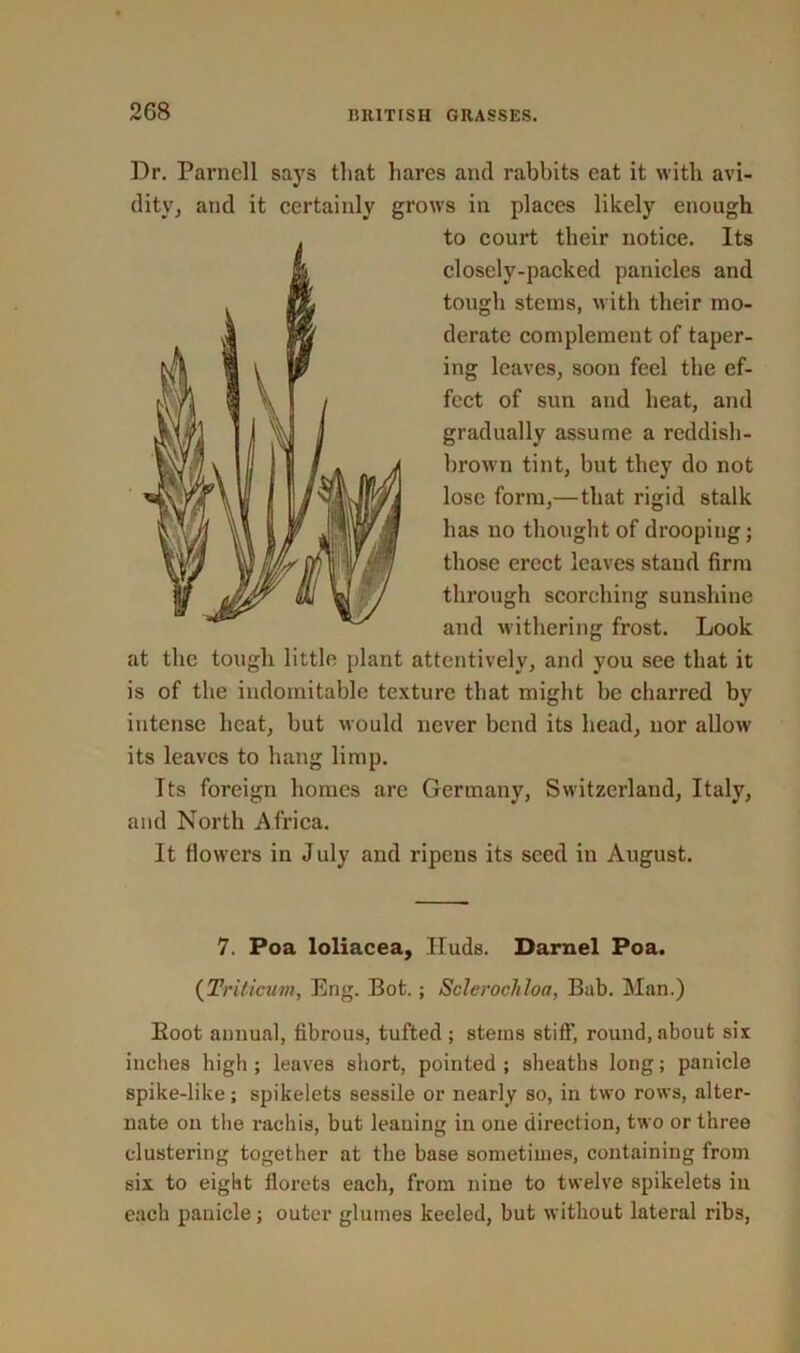 2G8 Dr. Parnell says that hares and rabbits eat it with avi- dity, and it certainly grows in places likely enough to court their notice. Its closely-packed panicles and tough sterns, with their mo- derate complement of taper- ing leaves, soon feel the ef- fect of sun and heat, and gradually assume a reddish- brown tint, but they do not lose form,—that rigid stalk has no thought of drooping; those erect leaves stand firm through scorching sunshine and withering frost. Look at the tough little plant attentively, and you see that it is of the indomitable texture that might be charred by intense heat, but Mould never bend its head, nor allow its leaves to hang limp. Its foreign homes are Germany, Switzerland, Italy, and North Africa. It flowers in July and ripens its seed in August. 7. Poa loliacea, Huds. Darnel Poa. (Triticum, Eng. Bot.; Sclerocliloa, Bab. Man.) Boot annual, fibrous, tufted ; stems stiff, round, about six inches high ; leaves short, pointed ; sheaths long; panicle spike-like; spikelets sessile or nearly so, in two rows, alter- nate on the rachis, but leauing in one direction, two or three clustering together at the base sometimes, containing from six to eight florets each, from nine to twelve spikelets in each panicle; outer glumes keeled, but without lateral ribs,