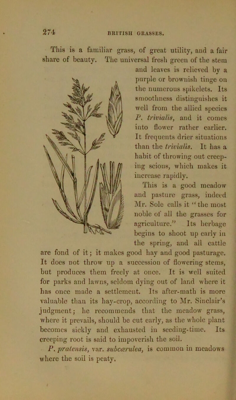 This is a familiar grass, of great utility, and a fair share of beauty. The universal fresh green of the stem and leaves is relieved by a purple or brownish tinge on the numerous spikelets. Its smoothness distinguishes it well from the allied species P. trivialis, and it comes into flower rather earlier. It frequents drier situations than the trivialis. It has a habit of throwing out creep- ing scions, which makes it increase rapidly. This is a good meadow and pasture grass, indeed Mr. Sole calls it “the most noble of all the grasses for agriculture.” Its herbage begins to shoot up early in the spring, and all cattle are fond of it; it makes good hay and good pasturage. It does not throw up a succession of flowering stems, but produces them freely at once. It is well suited for parks and lawns, seldom dying out of land where it has once made a settlement. Its after-math is more valuable than its hay-crop, according to Mr. Sinclair’s judgment; he recommends that the meadow grass, where it prevails, should be cut early, as the whole plant becomes sickly and exhausted in seeding-time. Its creeping root is said to impoverish the soil. P. pratensis, var. subccerulea, is common in meadows where the soil is peaty.