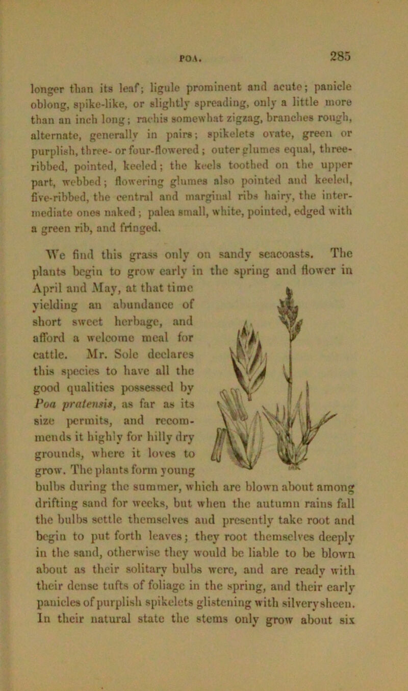 longer than its leaf; ligule prominent and acute; panicle oblong, spike-like, or slightly spreading, only a little more than an inch long; raehis somewhat zigzag, branches rough, alternate, generally in pairs; spikelets ovate, green or purplish, three- or four-flowered ; outer glumes equal, three- ribbed, pointed, keeled; the keels toothed on the upper part, webbed; flowering glumes also pointed and keeled, five-ribbed, the central and marginal ribs hairy, the inter- mediate ones naked ; palea small, white, pointed, edged with a green rib, and fringed. We find this grass only on sandy seacoasts. The plants begin to grow early in the spring and flower in April and May, at that time yielding an abundance of short sweet herbage, and afford a welcome meal for cattle. Mr. Sole declares this species to have all the good qualities possessed by Poa pratensis, jus far as its size permits, and recom- mends it highly for hilly dry grounds, where it loves to grow. The plants form young bulbs during the summer, which arc blown about among drifting sand for weeks, but when the autumn rains fall the bulbs settle themselves and presently take root and begin to put forth leaves; they root themselves deeply in the sand, otherwise they would be liable to be blown about as their solitary bulbs were, and are ready with their dense tufts of foliage in the spring, and their early panicles of purplish spikelets glistening with silverysheen. In their natural state the stems only grow about six