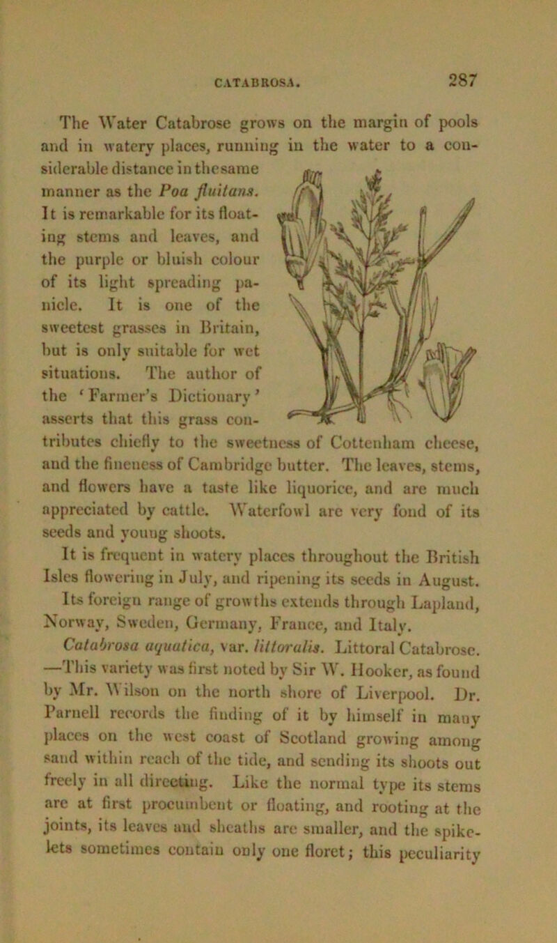 The Water Catabrose grows on the margin of pools and in watery places, running in the water to a con- siderable distance in thesame manner as the Poa Jluitans. It is remarkable for its float- ing stems and leaves, and the purple or bluish colour of its light spreading pa- nicle. It is one of the sweetest grasses in Britain, but is only suitable for wet situations. The author of the ‘ Farmer’s Dictionary * asserts that this grass con- tributes chiefly to the sweetness of Cottcnham cheese, and the fineness of Cambridge butter. The leaves, stems, and flowers have a taste like liquorice, and are much appreciated by cattle. Waterfowl are very fond of its seeds and vouug shoots. It is frequent in watery places throughout the British Isles flowering in July, and ripening its seeds in August. Its foreign range of growths extends through Lapland, Norway, Sweden, Germany, France, and Italv. CataOrosa uquutica, var. littoralis. Littoral Catabrose. —This variety was first noted by Sir W. Hooker, as found by Mr. W ilson on the north shore of Liverpool. Dr. Parnell records the finding of it by himself in many places on the west coast of Scotland growing among sand w ithin reach of the tide, and sending its shoots out freely in all directing. Like the normal type its stems are at first procumbent or floating, and rooting at the joints, its leaves and sheaths are smaller, and the spike- lets sometimes contain only one floret; this peculiarity