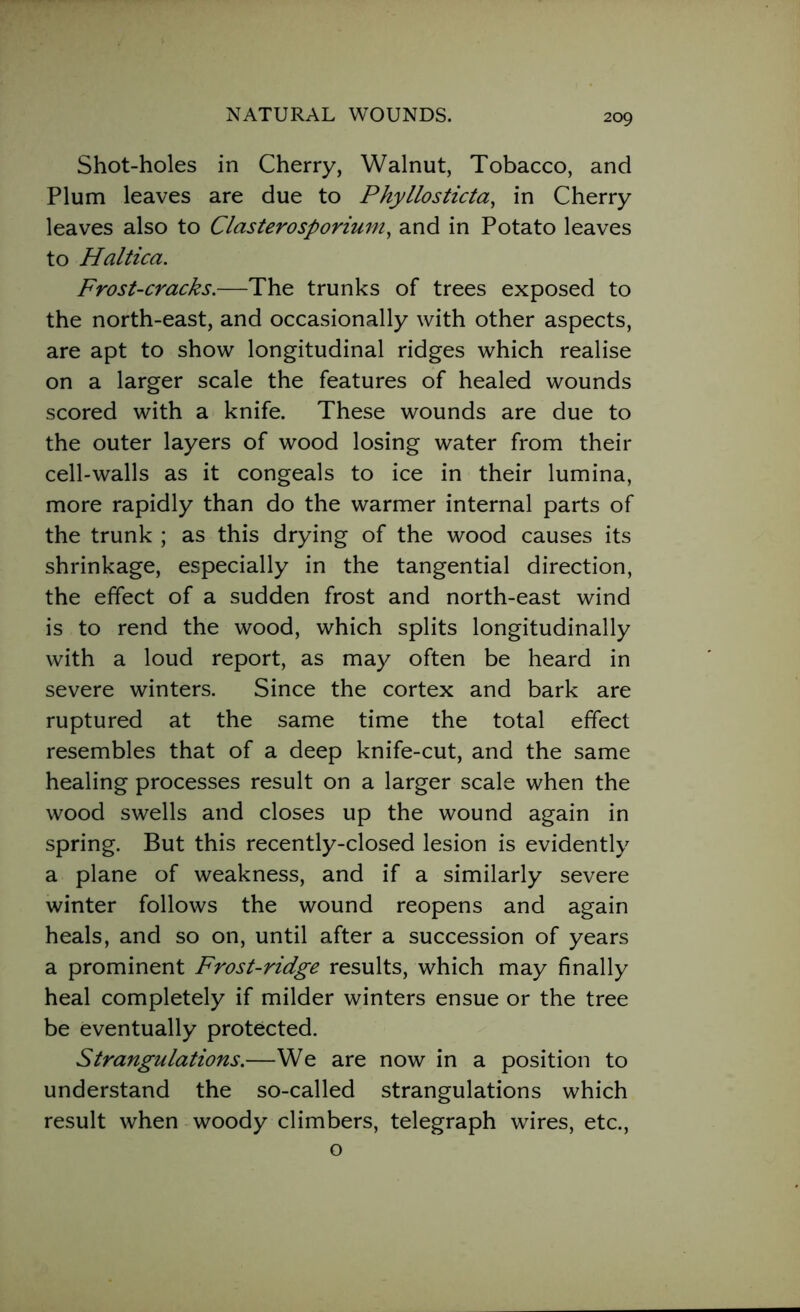 Shot-holes in Cherry, Walnut, Tobacco, and Plum leaves are due to Phyllosticta, in Cherry leaves also to Clasterosporium, and in Potato leaves to Haltica. Frost-cracks.—The trunks of trees exposed to the north-east, and occasionally with other aspects, are apt to show longitudinal ridges which realise on a larger scale the features of healed wounds scored with a knife. These wounds are due to the outer layers of wood losing water from their cell-walls as it congeals to ice in their lumina, more rapidly than do the warmer internal parts of the trunk ; as this drying of the wood causes its shrinkage, especially in the tangential direction, the effect of a sudden frost and north-east wind is to rend the wood, which splits longitudinally with a loud report, as may often be heard in severe winters. Since the cortex and bark are ruptured at the same time the total effect resembles that of a deep knife-cut, and the same healing processes result on a larger scale when the wood swells and closes up the wound again in spring. But this recently-closed lesion is evidently a plane of weakness, and if a similarly severe winter follows the wound reopens and again heals, and so on, until after a succession of years a prominent Frost-ridge results, which may finally heal completely if milder winters ensue or the tree be eventually protected. Strangulations.—We are now in a position to understand the so-called strangulations which result when woody climbers, telegraph wires, etc., o