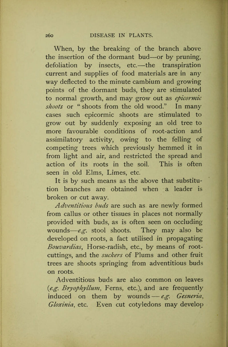 When, by the breaking of the branch above the insertion of the dormant bud—or by pruning, defoliation by insects, etc.—the transpiration current and supplies of food materials are in any way deflected to the minute cambium and growing points of the dormant buds, they are stimulated to normal growth, and may grow out as epicormic shoots or “ shoots from the old wood.” In many cases such epicormic shoots are stimulated to grow out by suddenly exposing an old tree to more favourable conditions of root-action and assimilatory activity, owing to the felling of competing trees which previously hemmed it in from light and air, and restricted the spread and action of its roots in the soil. This is often seen in old Elms, Limes, etc. It is by such means as the above that substitu- tion branches are obtained when a leader is broken or cut away. Adventitious buds are such as are newly formed from callus or other tissues in places not normally provided with buds, as is often seen on occluding wounds—eg. stool shoots. They may also be developed on roots, a fact utilised in propagating Bouvardias, Horse-radish, etc., by means of root- cuttings, and the suckers of Plums and other fruit trees are shoots springing from adventitious buds on roots. Adventitious buds are also common on leaves (eg. Bryophyllum, Ferns, etc.), and are frequently induced on them by wounds — eg. Gesneria, Gloxinia, etc. Even cut cotyledons may develop