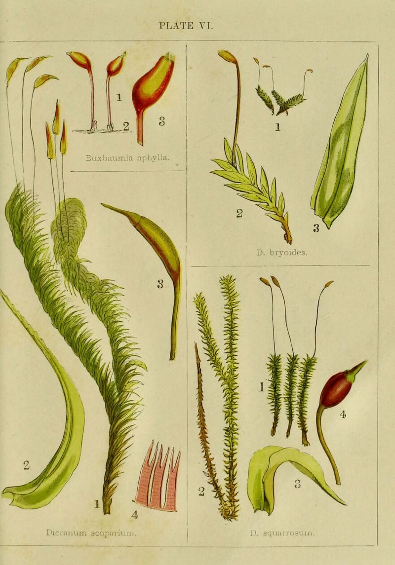 Baxbaumia aphylla D. brvoirJe. r'lciTinurn scoparh.