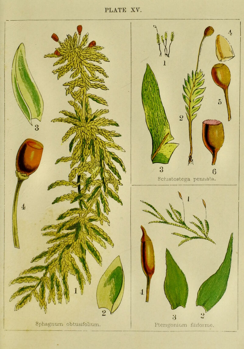 Schistostega pei^jata W Sphagnum obtusifolmrn.