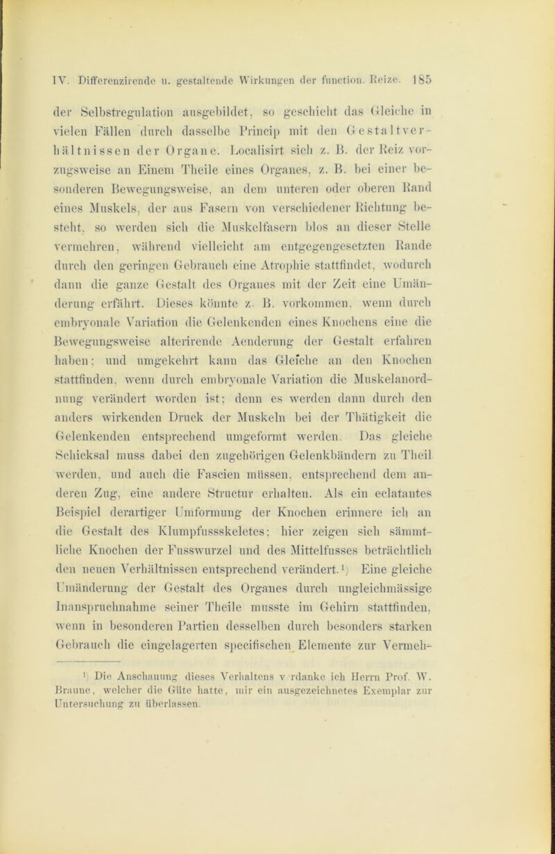 der Selbstregülation aiisgebildet, so gescliicdit das (Gleiche in vielen Fällen durch dasselbe Princii) mit den Oestaltver- bältnissen der Organe. Localisirt sieb z. B. der Reiz vor- zugsweise an Einem Tlieile eines Organes, z. B. bei einer be- sonderen Bewegungsweise, an dem unteren oder oberen Rand eines Muskels, der aus Fasern von verschiedener Richtung be- steht, so werden sich die Muskeltäsern blos an dieser Stelle vermehren, während vielleicht am entgegengesetzten Rande durch den geringen Gebrauch eine Atro])hie stattfindet, wodurch dann die ganze Gestalt des Organes mit der Zeit eine Umän- derung erfährt. Dieses könnte z. B. Vorkommen, wenn durch embryonale Variation die Gelenkenden eines Knochens eine die Bewegungsweise alterirende Aenderung der Gestalt erfahren haben; und umgekehrt kann das Gleiche an den Knochen stattfinden, wenn durch embryonale Variation die Muskelanord- nung verändert worden ist; denn es werden dann durch den anders wirkenden Druck der Muskeln hei der Thätigkeit die Gelenkenden entsprechend umgeformt werden. Das gleiche Schicksal muss dabei den zugehörigen Gelenkbändern zu Theil werden, und auch die Fascien müssen, ents])rechend dem an- deren Zug, eine andere Structur erhalten. Als ein eclatantes Beis])iel derartiger Umformung der Knochen erinnere ich an die Gestalt des Klumpfussskeletes; hier zeigen sich sämmt- liche Knochen der Fusswurzel und des Mittclfusses beträchtlich den neuen Verhältnissen entsprechend verändert.') Eine gleiche Umänderung der Gestalt des Organes durch ungleichmässige lnans])ruchnahme seiner Theile musste im Gehirn stattfinden, wenn in besonderen Ikartien desselben durch besonders starken Gebrauch die eingelagerten s])ecifischeiy Elemente zur Vermeh- ' Die Anscliauuii dieses Verlialtens v rdanke ich Herrn Prof. W. Braune, welcher die (tüte liatte, mir ein ausgezeichnetes Exemplar zur Untersuchung zu überlassen.