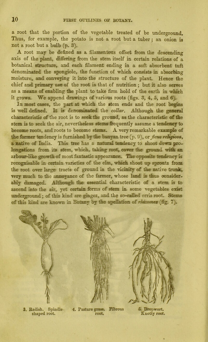 a root that the jDortion of the vegetable treated of be underground. Thus, for example, the potato is not a root but a tuber; an onion is not a root but a bulb (p. 3). A root may be defined as a filamentous offset from the descending axis of the plant, differing from the stem itself in certain relations of a botanical structure, and each filament ending in a soft absorbent tuft denominated the spongiole, the function of which consists in absorbing moisture, and conveying it into the structure of the plant. Hence the chief and primary use of the root is that of nutrition ; but it also serves as a means of enabling the plant to take firm hold of the earth in which it grows. We append drawings of various roots (figs. 3, 4, 5, and 6). In most cases, the part at which the stem ends and the root begins is well defined. It is denominated the collar. Although the general characteristic of the root is to seek the ground, as the characteristic of the stem is to seek the air, nevertheless stems'frequently assume a tendency to become roots, and roots to become stems. A very remarkable example of the former tendency is furnished by the banyan tree (p. 9), or ficus reUgiosay a native of India. This tree has a natural tendency to shoot down pro- longations from its stem, which, taking root,, cover the ground with an arbour-like growth of most fantastic appearance. The opposite tendency is recognisable in certain varieties of the elm, which shoot up sprouts from the root over large tracts of ground in the vicinity of the native trunk, very much to the annoyance of the farmer, whose land is thus consider- ably damaged. Although the essential characteristic of a stem is to ascend into the air, yet certain forms of stem in some vegetables exist underground; of this kind are ginger, and the so-called orris root. Stems of this kind are known in Botany by the apellation of rhizomes (fig. 7). 3.. Radish. Spindle- shaped root. 4. Pasture gi-ass. Fibrous root. 5. Dropwort. Knotty root.