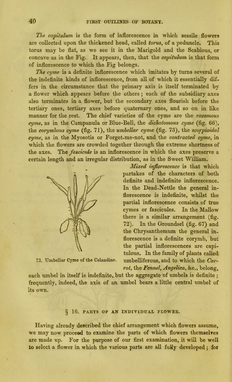 The cajpitulum is the form of inflorescence in which sessile flowers are collected upon the thickened head, called tot'us, of a peduncle. This torus may be flat, as we see it in the Marigold and the Scabious, or concave as in the Fig. It appears, then, that the capitulum is that form of inflorescence to which the Fig belongs. The cyme is a definite infiorescence which imitates by tm-ns several of the indefinite kinds of inflorescence, from all of which it essentially dif- fers in the circumstance that the primary axis is itself terminated by a flower which appears before the others ; each of the subsidiary axes also terminates in a flovver, but the secondary axes flourish before the tertiary ones, tertiary axes before quaternary ones, and so on in like manner for the rest. The chief varieties of the cyme are the racemous cyme^ as in the Campanula or Blue-Bell, the dichotomous cyme (fig. 66), the corymbous cyme (fig. 71), the umbellar cyme (fig. 73), the scorpioidal cyme, as in the Myosotis or Forget-me-not, and the contracted cyme, in which the flowers are crowded together through the extreme shortness of the axes. The fascicule is an inflorescence in which the axes preserve a certain length and an irregular distribution, as in the Sweet William. Mixed inflorescence is that which partakes of the characters of both definite and indefinite inflorescence. In the Dead-Nettle the general in- florescence is indefinite, whilst the partial inflorescence consists of true cymes or fascicules. In the Mallow there is a similar arrangement (fig. 72). In the Groundsel (fig. 67) and the Chrysanthemum the general in- florescence is a definite corymb, but the partial inflorescences are capi- tulous. In the family of plants called 73. Umbellar Cyme of the Celandine, umbelliferous, and to which the Car- rot, the Fennel, Angelica, &c., belong, each umbel in itself is indefinite, but the aggregate nf umbels is definite ; frequently, indeed, the axis of an umbel bears a little central umbel of its own. § 16. PARTS OF AN INDIVIDUAL FLOWER. Having already described the chief arrangement which flowers assume, we may now proceed to examine the parts of which flowers themselves are made up. For the purpose of our first examination, it will be well to select a flower in which the various parts are all fuHy developed ; foi