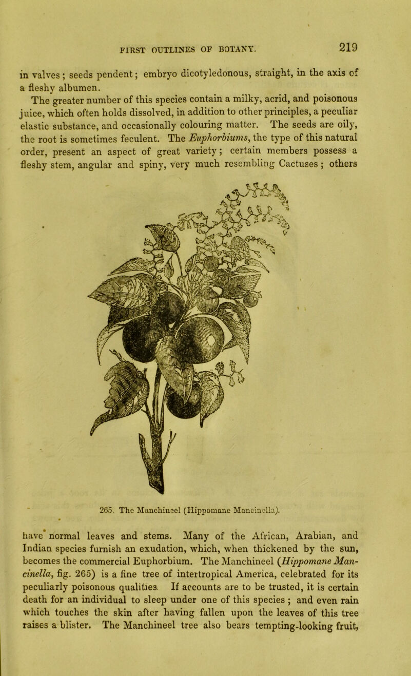 in valves; seeds pendent; embryo dicotyledonous, straight, in the axis of a fleshy albumen. The greater number of this species contain a milky, acrid, and poisonous juice, which often holds dissolved, in addition to other principles, a peculiar elastic substance, and occasionally colouring matter. The seeds are oily, the root is sometimes feculent. The Euphorhiums, the type of this natural order, present an aspect of great variety; certain members possess a fleshy stem, angular and spiny, very much resembling Cactuses ; others 265, The Mancliineel (Hippomane MancinclLi). have normal leaves and stems. Many of the African, Arabian, and Indian species furnish an exudation, which, when thickened by the sun, becomes the commercial Euphorbium. The Manchineel {Hippomane Man- cinella, fig. 265) is a fine tree of intertropical America, celebrated for its peculiarly poisonous qualities. If accounts are to be trusted, it is certain death for an individual to sleep under one of this species ; and even rain which touches the skin after having fallen upon the leaves of this tree raises a blister. The Manchineel tree also bears tempting-looking fruit,