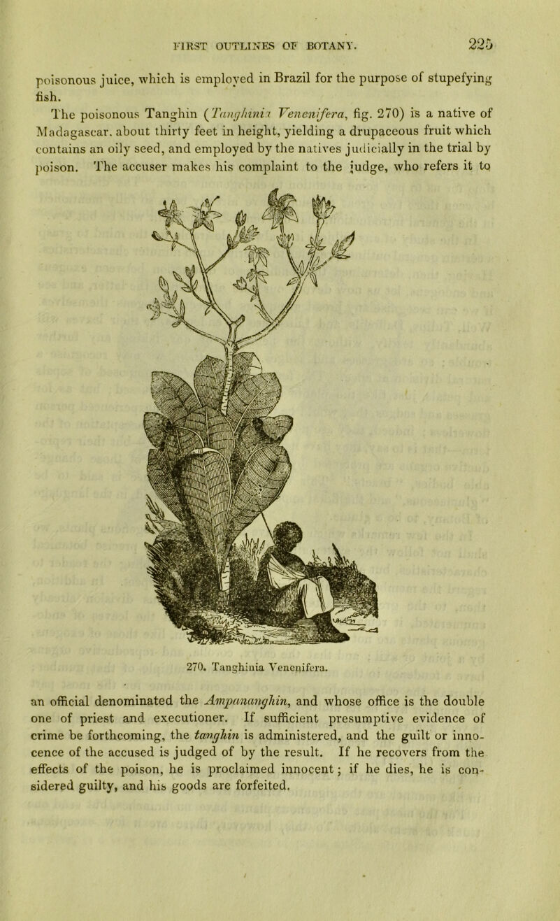 poisonous juice, which is employed in Brazil for the purpose of stupefying tish. The poisonous Tanghin {^Tanghmii Yenenifera^ fig. 270) is a native of Madagascar, about thirty feet in height, yielding a drupaceous fruit which contains an oily seed, and employed by the natives judicially in the trial by poison. The accuser makes his complaint to the judge, who refers it to 270. Tanghiaia Venepifera. an official denominated the Ampancmgliin^ and whose office is the double one of priest and executioner. If sufficient presumptive evidence of crime be forthcoming, the tanghin is administered, and the guilt or inno- cence of the accused is judged of by the result. If he recovers from the effects of the poison, he is proclaimed innocent; if he dies, he is con- sidered guilty, and his goods are forfeited.