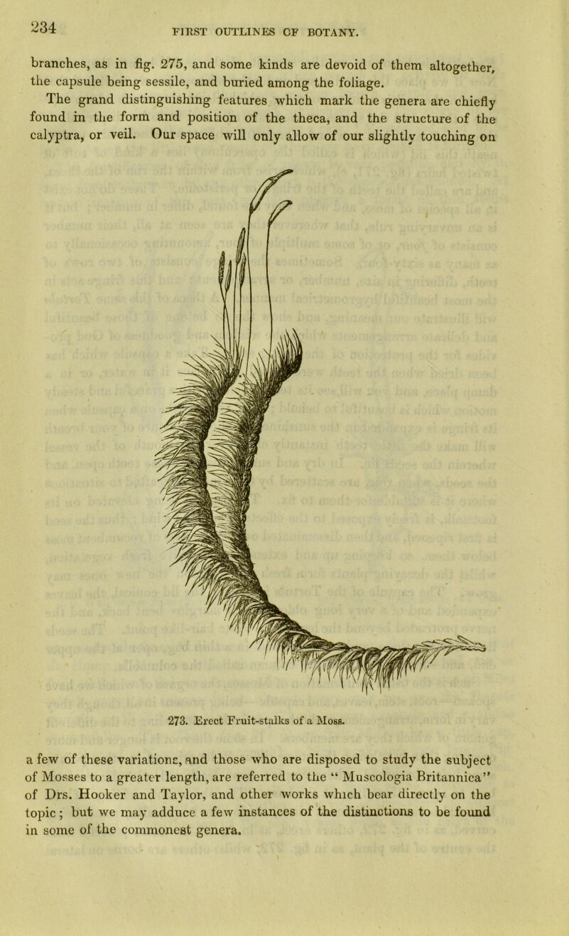 FIRST OUTLINES OF BOTANY. branches, as in fig. 275, and some kinds are devoid of them altogether, the capsule being sessile, and buried among the foliage. The grand distinguishing features which mark the genera are chiefly found in the form and position of the theca, and the structure of the calyptra, or veil. Our space will only allow of our slightly touching on 273. Erect Fruit-stalks of a Moss. a few of these variationc, and those who are disposed to study the subject of Mosses to a greater length, are referred to the “ Muscologia Britannica” of Drs. Hooker and Taylor, and other works which bear directly on the topic; but we may adduce a few instances of the distinctions to be found in some of the commonest genera.