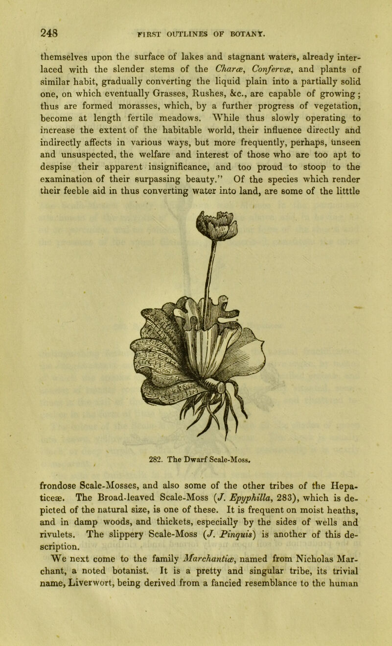 themselves upon the surface of lakes and stagnant waters, already inter- laced with the slender stems of the Charce, Conferva, and plants of similar habit, gradually converting the liquid plain into a partially solid one, on which eventually Grasses, Rushes, &c., are capable of growing; thus are formed morasses, which, by a further progress of vegetation, become at length fertile meadows. While thus slowly operating to increase the extent of the habitable world, their influence directly and indirectly affects in various ways, but more frequently, perhaps, unseen and unsuspected, the welfare and interest of those who are too apt to despise their apparent insigniflcance, and too proud to stoop to the examination of their surpassing beauty.” Of the species which render their feeble aid in thus converting water into land, are some of the litttle 282. The Dwarf Scale-Mos.s, frondose Scale-Mosses, and also some of the other tribes of the Hepa- ticeae. The Broad-leaved Scale-Moss (/. Epyphilla, 283), which is de- picted of the natural size, is one of these. It is frequent on moist heaths, and in damp woods, and thickets, especially by the sides of wells and rivulets. The slippery Scale-Moss (/. Finquis) is another of this de- scription. We next come to the family Marchantia, named from Nicholas Mar- chant, a noted botanist. It is a pretty and singular tribe, its trivial name, Liverwort, being derived from a fancied resemblance to the human