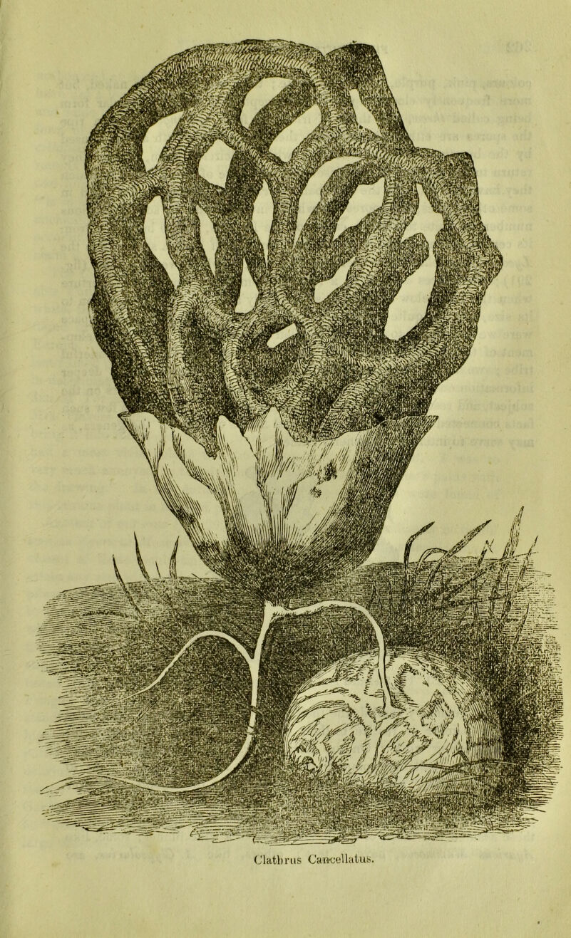 Chitbriis (JaB-cellatub.