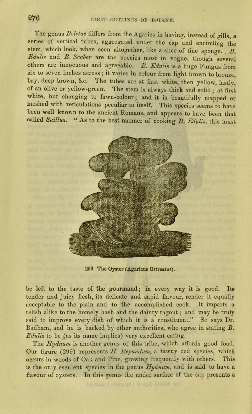 The genus Boletus differs from the Agarics in having, instead of gills, a series of vertical tubes, aggregated under the cap and encircling the stem, which look, when seen altogether, like a slice of fine sponge. B. Edulis and B. Scaher are the species most in vogue, though several others are innocuous and agreeable. B, Edulis is a huge Fungus from six to seven inches across; it varies in colour from light brown to bronze, bay, deep brown. See. The tubes are at first white, then yellow, lastly, of an olive or yellow-green. The stem is always thick and solid ; at first white, but changing to tawn-colour; and it is beautifully mapped or meshed with reticulations peculiar to itself. This species seems to have been well known to the ancient Romans, and appears to have been that called Suillus, “ As to the best manner of cooking B. Edulis, this must 296. The Oyster CAgaricus Ostreatus). be left to the taste of the gourmand; in every w-^ay it is good. Its tender and juicy flesh, its delicate and sapid flavour, render it equally acceptable to the plain and to the accomplished cook. It imparts a relish alike to the homely hash and the dainty ragout; and may be truly said to improve every dish of which it is a constituent.” So says Dr. Badham, and he is backed by other authorities, who agree in stating B, Edulis to be (as its name implies) very excellent eating. The Hydnum is another genus of this tribe, which aftbrds good food. Our figure (299) represents H. Bepandum, a tawny red species, w’hich occurs in woods of Oak and Pine, growing frequently w'ith others. This is the only esculent species in the genus Hydnum, and is said to have a flavour of oysters. In this genus the under surface of the cap presents a