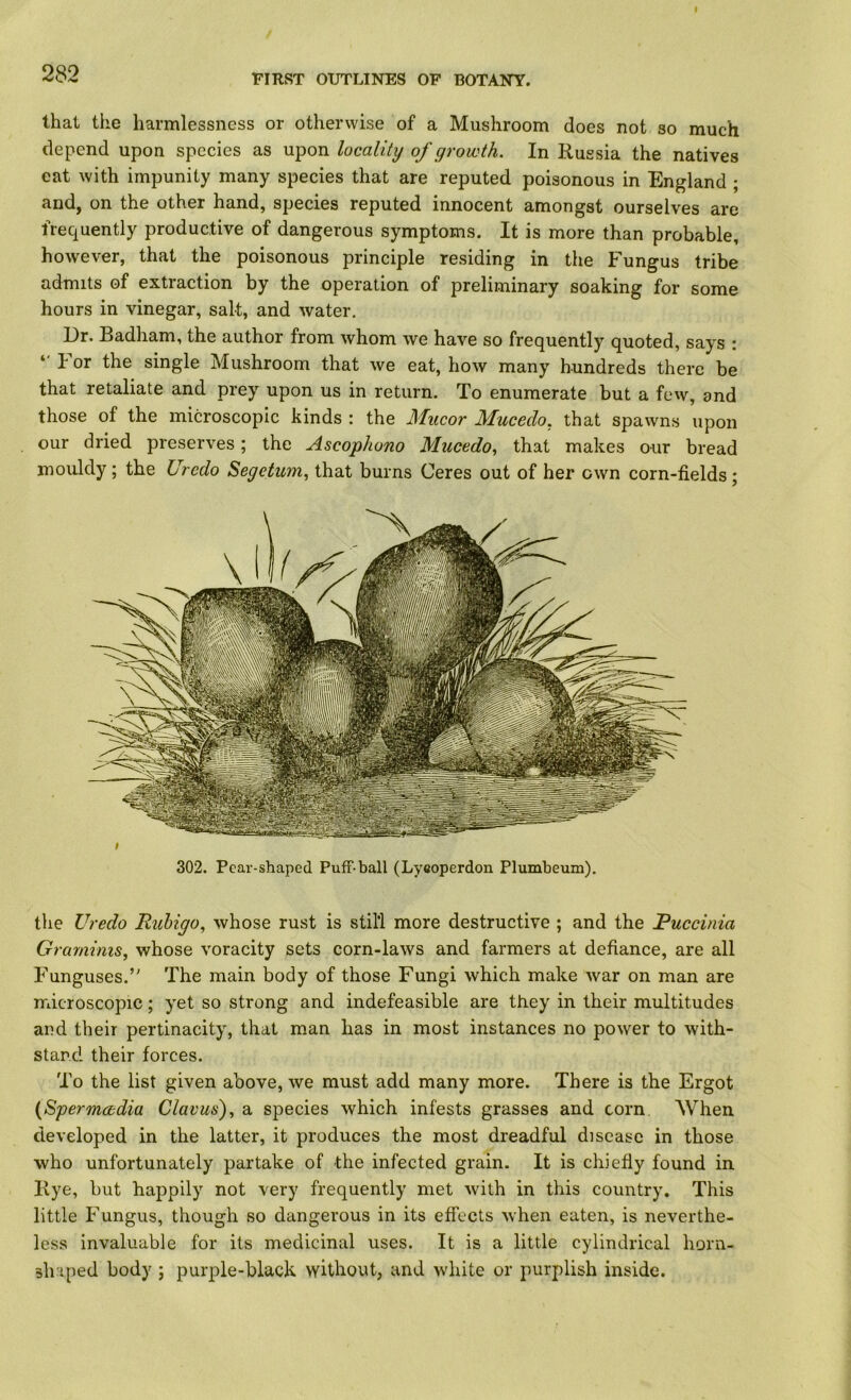 that the harmlessness or otherwise of a Mushroom does not so much depend upon species as upon locality of growth. In Russia the natives eat with impunity many species that are reputed poisonous in England ; and, on the other hand, species reputed innocent amongst ourselves are frequently productive of dangerous symptoms. It is more than probable, however, that the poisonous principle residing in the Fungus tribe admits of extraction by the operation of preliminary soaking for some hours in vinegar, salt, and water. Dr. Badham, the author from whom we have so frequently quoted, says : *' h or the single Mushroom that we eat, how many hundreds there be that retaliate and prey upon us in return. To enumerate but a few, and those of the microscopic kinds : the Mucor Muceclo, that spawns upon our dried preserves; the Ascophono Mucedo, that makes our bread mouldy; the Urcdo Segetum^ that burns Ceres out of her own corn-fields; 9 302. Pear-shaped Puff-ball (Lyeoperdon Plumbeum). the Uredo Rubigo, whose rust is still more destructive ; and the JPuccinia Gramims, whose voracity sets corn-laws and farmers at defiance, are all Funguses.’' The main body of those Fungi which make war on man are microscopic; yet so strong and indefeasible are they in their multitudes and their pertinacity, that man has in most instances no power to with- stand their forces. To the list given above, we must add many more. There is the Ergot {fpermcbdia Clavus)^ a species which infests grasses and corn. When developed in the latter, it produces the most dreadful disease in those who unfortunately partake of the infected grain. It is chiefly found in Rye, but happily not very frequently met with in this country. This little Fungus, though so dangerous in its effects when eaten, is neverthe- less invaluable for its medicinal uses. It is a little cylindrical horn- slriped body ; purple-black without, and white or purplish inside.