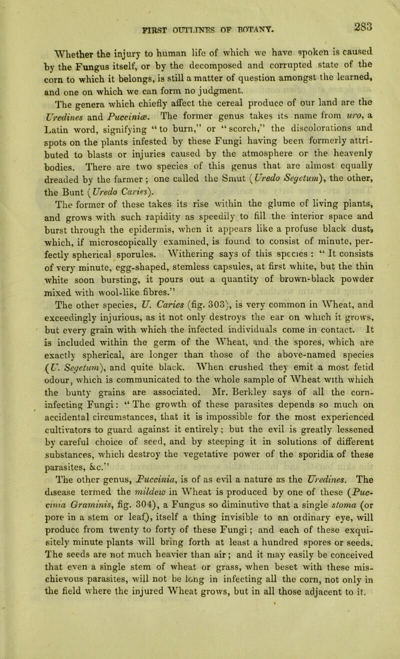 Whether the injury to human life of which we have spoken is caused by the Fungus itself, or by the decomposed and corrupted state of the corn to which it belongs, is still a matter of question amongst the learned, and one on which we can form no judgment. The genera which chiefly affect the cereal produce of our land are the Uredines and PuccinicB. The former genus takes its name from uro, a Latin word, signifying “to burn,” or “scorch,” the discolorations and spots on the plants infested by these Fungi having been formerly attri- buted to blasts or injuries caused by the atmosphere or the heavenly bodies. There are two species of this genus that are almost equally dreaded by the farmer ; one called the Smut {Uredo Seyetum)^ the other, the Bunt {XJredo Cai'ies). The former of these takes its rise within the glume of living plants, and grows with such rapidity as speedily to fill the interior space and burst through the epidermis, when it appears like a profuse black dust, which, if microscopically examined, is found to consist of minute, per- fectly spherical sporules. Withering says of this species : “ It consists of very minute, egg-shaped, stemless capsules, at first white, but the thin white soon bursting, it pours out a quantity of brown-black powder mixed with wool-like fibres.” The other species, Z7. Caries (fig. 303), is very common in Wheat, and exceedingly injurious, as it not only destroys the ear on which it grows, but every grain with which the infected individuals come in contact. It is included within the germ of the W^'heat, and the spores, which are exactly spherical, are longer than those of the above-named species {U. Seyctum)^ and quite black, When crushed they emit a most fetid odour, which is communicated to the whole sample of Wheat with which the bunty grains are associated. Mr. Berkley says of all the corn- infecting Fungi: “ The growth of these parasites depends so much on accidental circumstances, that it is impossible for the most experienced cultivators to guard against it entirely; but the evil is greatly lessened by careful choice of seed, and by steeping it in solutions of different substances, which destroy the vegetative power of the sporidia of these parasites, &.c.” The other genus, Puccinia^ is of as evil a nature as the Uredines. The disease termed the mildew in Wheat is produced by one of these {Puc~ cima Graminis, fig. 304), a Fungus so diminutive that a single stoma (or pore in a stem or leaf.), itself a thing invisible to an ordinary eye, will produce from twenty to forty of these Fungi; and each of these exqui- sitely minute plants will bring forth at least a hundred spores or seeds. The seeds are not much heavier than air; and it may easily be conceived that even a single stem of wheat or grass, when beset with these mis- chievous parasites, will not be long in infecting all the corn, not only in the field where the injured Wheat grows, but in all those adjacent to it.