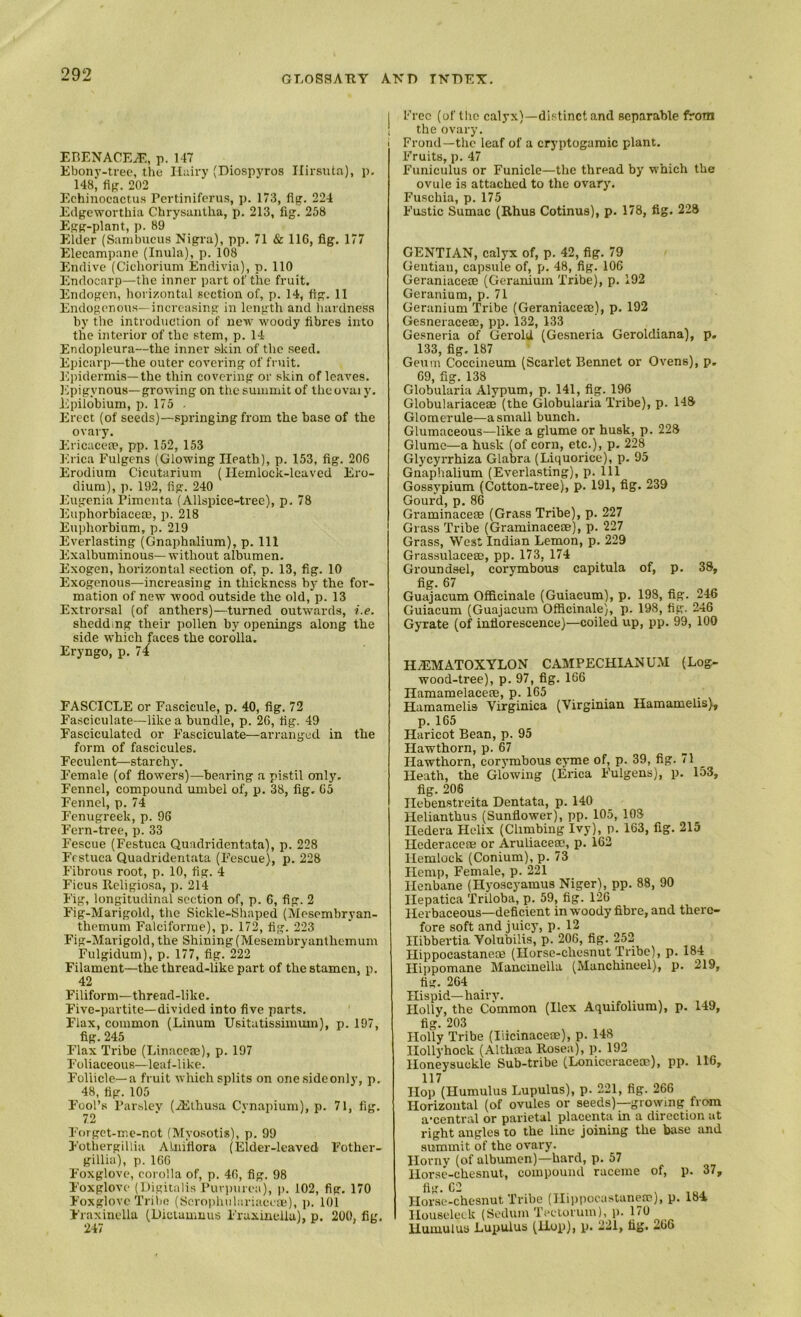 J i EBENACEyE, p. 147 Ebony-tree, the Hairy (Diosp}'ros Ilirsuta), p. 148, fift. 202 Echinocactus Pertiniferu;?, p. 173, fljr. 224 Edgeworthia Chrysantha, p. 213, fig. 258 Egg-plant, p. 89 Elder (Sambneus Nigra), pp. 71 & 116, fig. 177 Elecampane (Inula), p. 108 Endive (Cieliorium Endivia), p. 110 Endocarp—the inner part of the fruit. Endogen, horizontal section of, p. 14, fig. 11 Endogenous—increasing in length and hardness by the introduction of new woody fibres into the interior of the stem, p. 14 Endopleura—the inner skin of the seed. Epicarp—the outer covering of fruit. Epidermis—the thin covering or skin of leaves. Epigynous—growing on the summit of theovai y. Epilobium, p. 175 - Erect (of seeds)—springing from the base of the ovary. Ericaceae, pp. 152, 153 Erica Fulgens (Glowing Heath), p. 153, fig. 206 Erodium Cicutarium (Hemlock-leaved Ero- dium), p. 192, lig. 240 Eugenia Pimenta (Allspice-tree), p. 78 Euphorbiacete, p. 218 Euphorbium, p. 219 Everlasting (Gnaphalium), p. 111 Exalbuminous—without albumen. Exogen, horizontal section of, p. 13, fig. 10 Exogenous—increasing in thickness by the for- mation of new wood outside the old, p. 13 Extrorsal (of anthers)—turned outwards, i.e. shedding their pollen by openings along the side which faces the corolla. Eryngo, p. 7^ FASCICLE or Fascicule, p. 40, fig. 72 Fasciculate—like a bundle, p. 26, fig. 49 Fasciculated or Fasciculate—arranged in the form of fascicules. Feculent—starchy. Female (of fiowers)—bearing a pistil only. Fennel, compound umbel of, p. 38, fig. 65 Fennel, p. 74 Fenugreek, p. 96 Fern-tree, p. 33 Fescue (Festuca Quadridentata), p. 228 Ffstuca Quadridentata (Fescue), p. 228 Fibrous root, p. 10, fig. 4 Ficus Eeligiosa, p. 214 Fig, longitudinal section of, p. 6, fig. 2 Fig-Marigold, tlie Sickle-Shaped (Mesembryan- themum Falciforme), p. 172, fig. 223 Fig-Marigold, the Shining(Mesembryanthemum Fulgidum), p. 177, fig. 222 Filament—the thread-like part of the stamen, p. 42 Filiform—thread-like. Five-partite—divided into five parts. Flax, common (Linum Usitatissimum), p. 197, fig. 245 Flax Tribe (Linacem), p. 197 Foliaceous—leal-like. Follicle-a fruit which splits on onesideonly, p. 48, fig. 105 Fool’s Farslev (JEihusa Cvnapium), p. 71, fig. 7.2 Forget-me-not (Myosotis), p. 99 Fotliergillia Al.nifiora (Elder-leaved Fother- gillia), p. 166 Foxglove, corolla of, p. 46, fig. 98 Foxglove (Digitalis ruri)ure:i), i>. 102, fig, 170 Foxglove Tribe (Scrophulariucem), p. 101 Fraxinellu (Diclammis Fraxinella), p. 200, fig. 247 Free (of the calyx)—distinct and separable from the ovary. Frond—the leaf of a cryptogamic plant. Fruits, p. 47 Funiculus or Funicle—the thread by which the ovule is attached to the ovary. Fuschia, p. 175 Fustic Sumac (Rhus Cotinus), p. 178, fig. 228 GENTIAN, calyx of, p. 42, fig. 79 Gentian, capsule of, p. 48, fig. 106 Geraniacete (Geranium Tribe), p. 192 Geranium, p. 71 Geranium Tribe (Geraniaceaj), p. 192 Gesneraceae, pp. 132, 133 Gesneria of Gerold (Gesneria Geroldiana), p, 133, fig. 187 Geum Coccineum (Scarlet Bennet or Ovens), p. 69, fig. 138 Globularia Alypum, p. 141, fig. 196 Globulariaceae (the Globulaida Tribe), p. 148 Glomerule—a small bunch. Glumaceous—like a glume or husk, p. 228 Glume—a husk (of corn, etc.), p. 228^ Glycyrrhiza Glabra (Liquorice), p, 95 Gnaphalium (Everlasting), p. Ill Gossypium (Cotton-tree), p. 191, fig. 239 Gourd, p,86 Graminaceae (Grass Tribe), p. 227 Grass Tribe (Graminaceae), p. 227 Grass, West Indian Lemon, p. 229 Gras.sulacea3, pp. 173, 174 Groundsel, corymbous capitula of, p. 38, fig. 67 Guajacum Officinale (Guiacum), p. 198, fig. 246 Guiacum (Guajacum Officinale), p. 198, fig. 246 Gyrate (of inflorescence)—coiled up, pp. 99, 100 HAilMATOXYLON CAMPECHIANUM (Log- wood-tree), p. 97, fig. 166 Hamamelaceae, p. 165 Hamamelis Virginica (Virginian Hamamelis), p. 165 Haricot Bean, p. 95 Hawthorn, p. 67 Hawthorn, corymbous cyme of, p. 39, fig. 71 Heath, the Glowing (Erica Fulgens), p. 153, fig. 206 Hebenstreita Dentata, p. 140 Helianthus (Sunflower), pp. 105, 108 Iledera Helix (Climbing Ivy), p. 163, fig. 215 Hederaceae or Aruliaceac, p. 162 Hemlock (Conium), p. 73 Hemp, Female, p. 221 Henbane (Hyoscyamus Niger), pp. 88, 90 Hepatica Triloba, p. 59, fig. 126 Herbaceous—deficient in woody fibre, and there- fore soft and juicy, p. 12 Hibbertia Volubilis, p. 206, fig. 252 Hippocastanece (Horse-chesnut Tribe), p. 184 Hippomane Maucmella (Manchineel), p. 219, fig. 264 Hispid—hairy. Holly, the Common (Ilex Aquifohum), p. 149, fig! 203 Holly Tribe (Ilicinaceae), p. 148 Hollyhock (Althma Rosea), p. 192 Honeysuckle Sub-tribe (Loniceraceoc), pp. 116, 117 Hop (Humulus Lupulus), p. 221, fig. 266 Horizoutal (of ovules or seeds)—growing from a-central or parietal placenta in a direction at right angles to the line joining the biise and summit of the ovary. Horny (of albumen)—hard, p. 57 Horse-chesnut, compound raceme of, p. 37, fig. 62 ^ tuA Horse-chesnut Tribe (Iliiipocastanem), p. 184 Houseleek (Sedum Teciorum), p. 170 Humulus Lupulus (Hup), p. 221, fig. 266