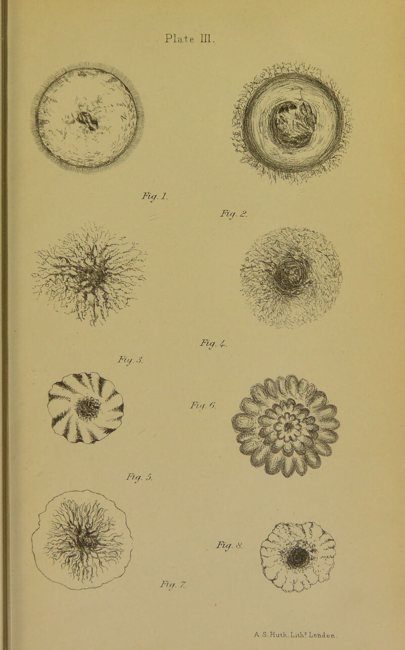 Fi(j. F. A S, HuiK. LitK* Loh^on