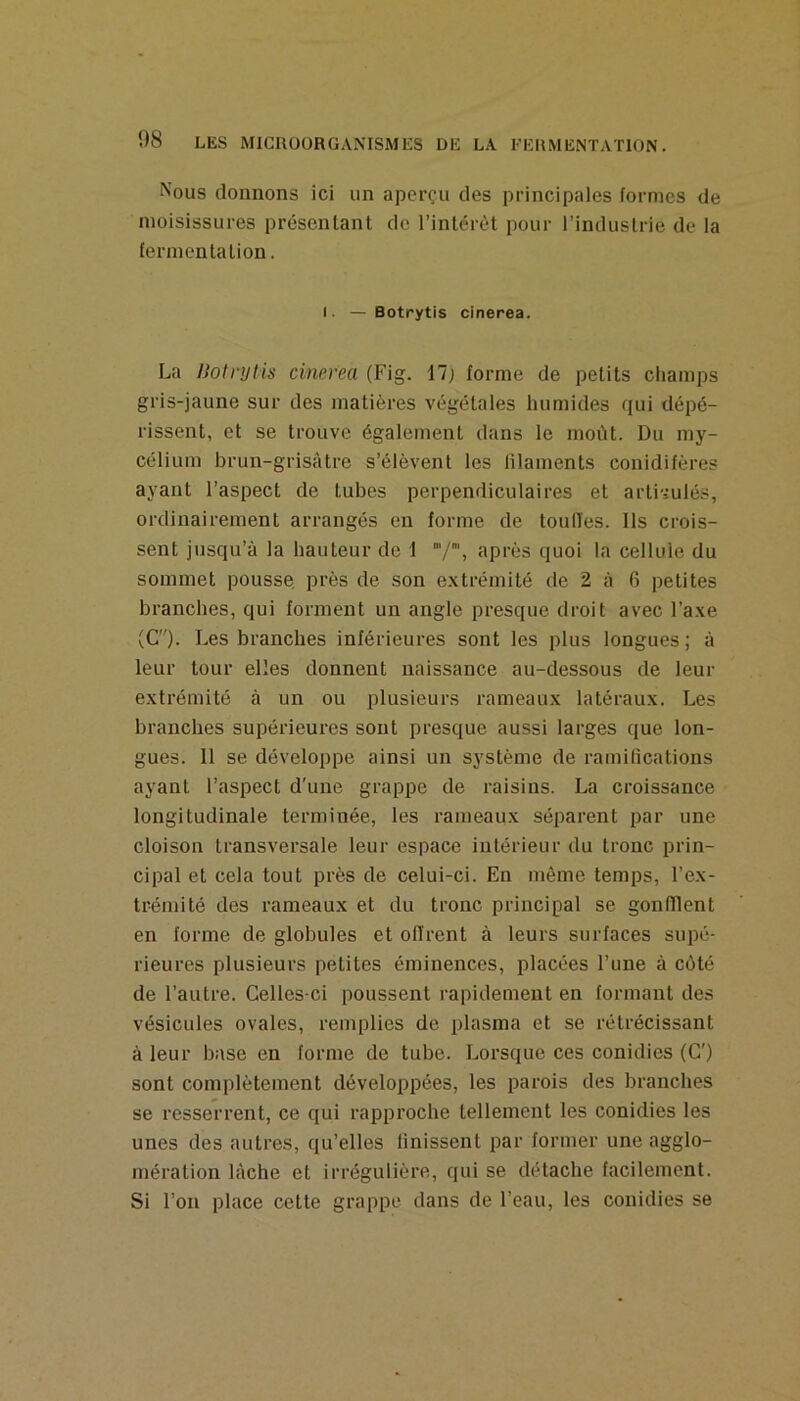 Nous donnons ici un aperçu des principales formes de moisissures présenlant de l’intérêt pour l’industrie de la fermentation. I. —Botrytis cinerea. La Uotvutis cinerea (Fig. 17; forme de petits cliamps gris-jaune sur des matières végétales humides qui dépé- rissent, et se trouve également dans le moût. Du my- célium brun-grisâtre s’élèvent les filaments conidifères ayant l’aspect de tubes perpendiculaires et arti'iulés, ordinairement arrangés en forme de toulTes. Ils crois- sent jusqu’à la hauteur de 1 après quoi la cellule du sommet pousse, près de son e.xtrémité de 2 à 6 petites branches, qui forment un angle presque droit avec l’a.xe (G). Les branches inférieures sont les plus longues ; à leur tour elles donnent naissance au-dessous de leur extrémité à un ou plusieurs rameaux latéraux. Les branches supérieures sont presque aussi larges que lon- gues. Il se développe ainsi un système de ramifications ayant l’aspect d'une grappe de raisins. La croissance longitudinale terminée, les rameaux séparent par une cloison transversale leur espace intérieur du tronc prin- cipal et cela tout près de celui-ci. En même temps, l’ex- trémité des rameaux et du tronc principal se goniïlent en forme de globules et offrent à leurs surfaces supé- rieures plusieurs petites éminences, placées l’une à côté de l’autre. Celles-ci poussent rapidement en formant des vésicules ovales, remplies de plasma et se rétrécissant à leur base en forme de tube. Lorsque ces conidies (G') sont complètement développées, les parois des branches se resserrent, ce qui rapproche tellement les conidies les unes des autres, qu’elles finissent par former une agglo- mération lâche et irrégulière, qui se détache facilement. Si l’on place cette grappe dans de l’eau, les conidies se