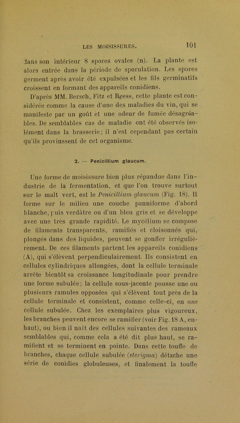 dans son intérieur 8 spores ovales (n). La plante est alors entrée dans la période de sporulation. Les spores germent après avoir été expulsées et les fils germinatifs croissent en formant des appareils conidiens. D’après MM. Bersch, Fitz et Reess, cette plante est con- sidérée comme la cause d’une des maladies du vin, qui se manifeste par un goût et une odeur de fumée désagréa- bles. De semblables cas de maladie ont été observés iso- lément dans la brasserie; il n’est cependant pas certain qu’ils provinssent de cet organisme. 2. — Pénicillium g^laucum. Une forme de moisissure bien plus répandue dans l’in- dustrie de la fermentation, et que l’on trouve surtout sur le malt vert, est le Pénicillium fjlaucum (Fig. 18). Il forme sur le milieu une couche panniforme d’abord blanche, puis verdâtre ou d’un bleu gris et se développe avec une très grande rapidité. Le mycélium se compose de filaments transparents, ramifiés et cloisonnés qui, plongés dans des liquides, peuvent se gonller irréguliè- rement. De ces filaments partent les appareils conidiens (A), qui s’élèvent perpendiculairement. Ils consistent en cellules cylindriques allongées, dont la cellule terminale arrête bientôt sa croissance longitudinale pour prendre une forme subulée; la cellule sous-jacente pousse une ou plusieurs ramules opposées qui s’élèvent tout près de la cellule terminale et consistent, comme celle-ci, en une cellule subulée. Chez les exemplaires plus vigoureux, les branches peuvent encore se ramifier (voir Fig. 18 A, en- haut), ou bien il naît des cellules suivantes des rameaux semblables qui, comme cela a été dit plus haut, se ra- mifient et se terminent en pointe. Dans cette touffe de branches, chaque cellule subulée (sterigma) détache une série de conidies globuleuses, et finalement la toulTe