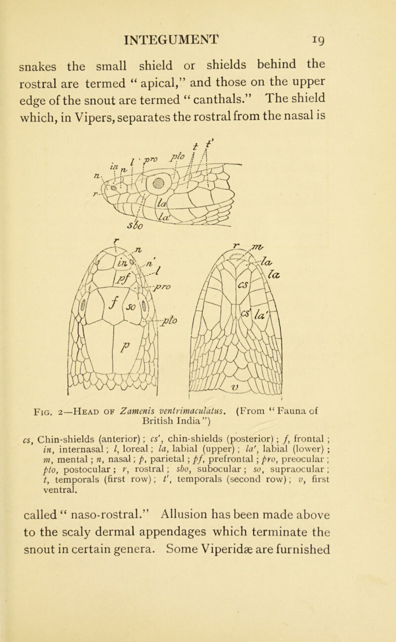 snakes the small shield or shields behind the rostral are termed “ apical,” and those on the upper edge of the snout are termed “ canthals.” The shield which, in Vipers, separates the rostral from the nasal is Fig. 2—Head of Zamenis ventrimaculatus. (From “ Fauna of British India ”) cs, Chin-shields (anterior); cs', chin-shields (posterior) ; /, frontal ; in, internasal; l, loreal; la, labial (upper) ; la', labial (lower) ; m, mental; n, nasal; p, parietal ; pf, prefrontal ; pro, preocular ; pto, postocular ; r, rostral; sbo, subocular ; so, supraocular ; t, temporals (first row); f, temporals (second row); v, first ventral. called “ naso-rostral.” Allusion has been made above to the scaly dermal appendages which terminate the snout in certain genera. Some Viperidae are furnished