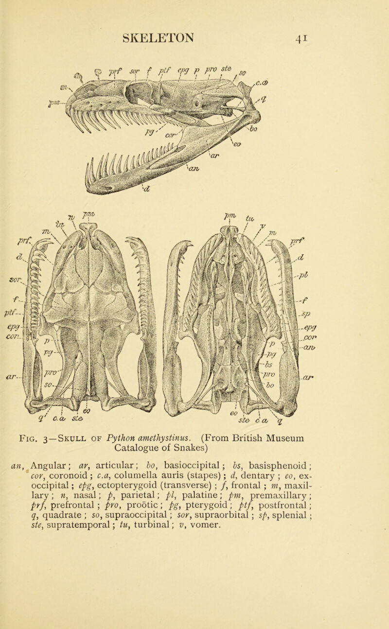 Fig. 3 —Skull of Python amethystinus. (From British Museum Catalogue of Snakes) an, Angular; ar, articular; bo, basioccipital; bs, basisphenoid; cor, coronoid ; c.a, columella auris (stapes); d, dentary ; eo, ex- occipital ; epg, ectopterygoid (transverse) ; f, frontal ; m, maxil- lary ; n, nasal; p, parietal; pi, palatine; pm, premaxillary; prf, prefrontal ; pro, prootic; pg, pterygoid; ptf, postfrontal; q, quadrate ; so, supraoccipital; sor, supraorbital ; sp, splenial ; ste, supratemporal; tu, turbinal; v, vomer.