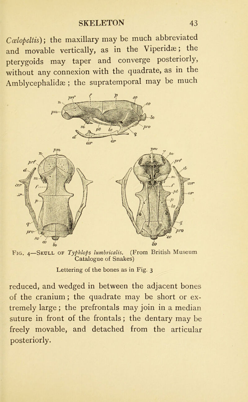 Ccelopeltis); the maxillary may be much abbreviated and movable vertically, as in the Viperidae; the pterygoids may taper and converge posteriorly, without any connexion with the quadrate, as in the Amblycephalidse ; the supratemporal may be much Fig. 4—Skull of Typhlops lumbricalis. (From British Museum Catalogue of Snakes) Lettering of the bones as in Fig. 3 reduced, and wedged in between the adjacent bones of the cranium ; the quadrate may be short or ex- tremely large ; the prefrontals may join in a median suture in front of the frontals; the dentary may be freely movable, and detached from the articular posteriorly.