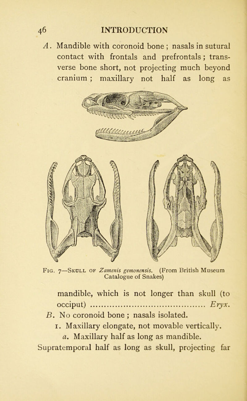 A. Mandible with coronoid bone ; nasals in sutural contact with frontals and prefrontals; trans- verse bone short, not projecting much beyond cranium ; maxillary not half as long as Fig. 7—Skull of Zamenis gemonensis. (From British Museum Catalogue of Snakes) mandible, which is not longer than skull (to occiput) Eryx. B. No coronoid bone ; nasals isolated. i. Maxillary elongate, not movable vertically. a. Maxillary half as long as mandible. Supratemporal half as long as skull, projecting far