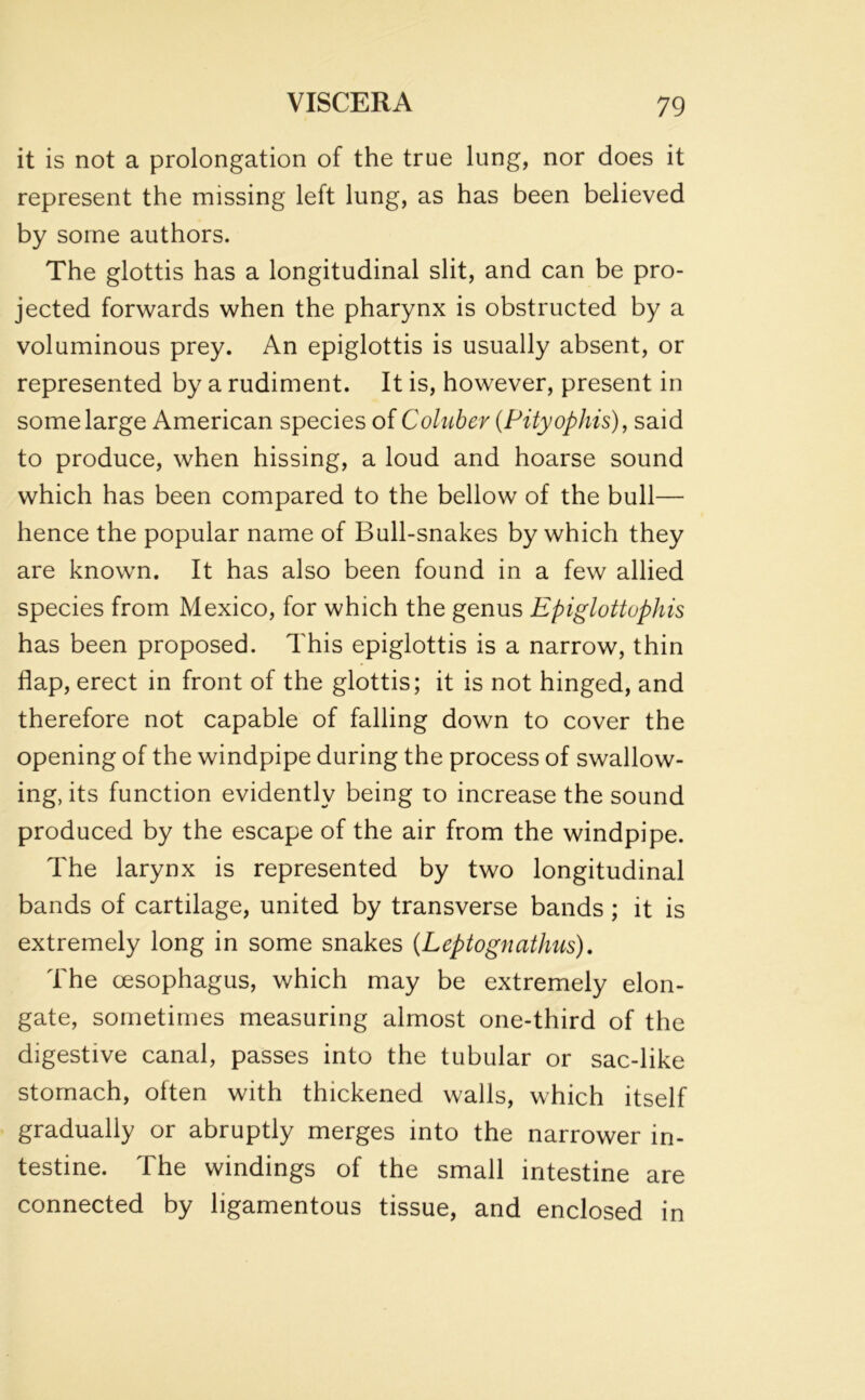 it is not a prolongation of the true lung, nor does it represent the missing left lung, as has been believed by some authors. The glottis has a longitudinal slit, and can be pro- jected forwards when the pharynx is obstructed by a voluminous prey. An epiglottis is usually absent, or represented by a rudiment. It is, however, present in some large American species of Coluber (Pityophis), said to produce, when hissing, a loud and hoarse sound which has been compared to the bellow of the bull— hence the popular name of Bull-snakes by which they are known. It has also been found in a few allied species from Mexico, for which the genus Epiglottophis has been proposed. This epiglottis is a narrow, thin flap, erect in front of the glottis; it is not hinged, and therefore not capable of falling down to cover the opening of the windpipe during the process of swallow- ingots function evidently being to increase the sound produced by the escape of the air from the windpipe. The larynx is represented by two longitudinal bands of cartilage, united by transverse bands ; it is extremely long in some snakes (Leptognathus). The oesophagus, which may be extremely elon- gate, sometimes measuring almost one-third of the digestive canal, passes into the tubular or sac-like stomach, often with thickened walls, which itself gradually or abruptly merges into the narrower in- testine. The windings of the small intestine are connected by ligamentous tissue, and enclosed in