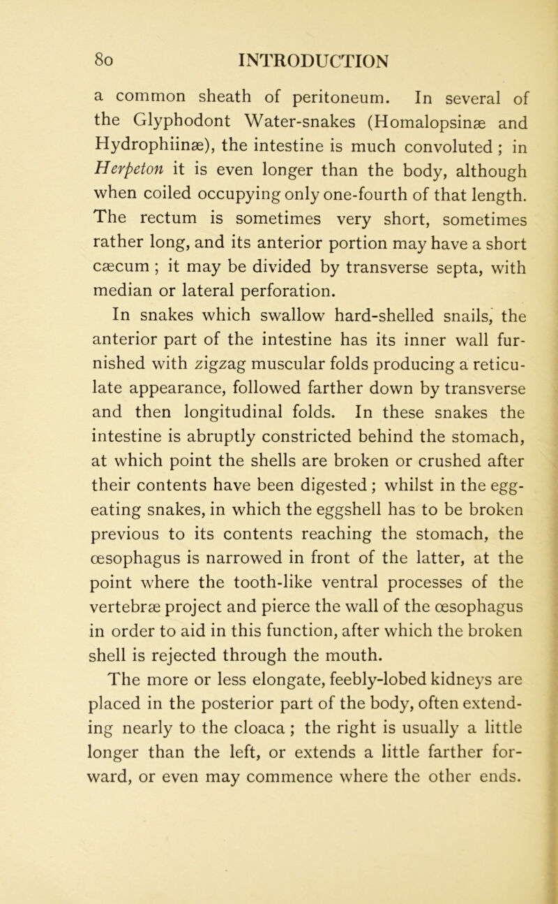 a common sheath of peritoneum. In several of the Glyphodont Water-snakes (Homalopsinae and Hydrophiinae), the intestine is much convoluted ; in Herpeton it is even longer than the body, although when coiled occupying only one-fourth of that length. The rectum is sometimes very short, sometimes rather long, and its anterior portion may have a short caecum ; it may be divided by transverse septa, with median or lateral perforation. In snakes which swallow hard-shelled snails, the anterior part of the intestine has its inner wall fur- nished with zigzag muscular folds producing a reticu- late appearance, followed farther down by transverse and then longitudinal folds. In these snakes the intestine is abruptly constricted behind the stomach, at which point the shells are broken or crushed after their contents have been digested ; whilst in the egg- eating snakes, in which the eggshell has to be broken previous to its contents reaching the stomach, the oesophagus is narrowed in front of the latter, at the point where the tooth-like ventral processes of the vertebrae project and pierce the wall of the oesophagus in order to aid in this function, after which the broken shell is rejected through the mouth. The more or less elongate, feebly-lobed kidneys are placed in the posterior part of the body, often extend- ing nearly to the cloaca ; the right is usually a little longer than the left, or extends a little farther for- ward, or even may commence where the other ends.