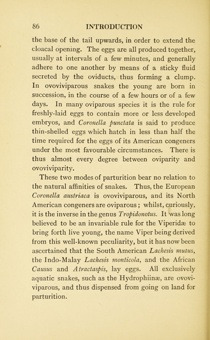 the base of the tail upwards, in order to extend the cloacal opening. The eggs are all produced together, usually at intervals of a few minutes, and generally adhere to one another by means of a sticky fluid secreted by the oviducts, thus forming a clump. In ovoviviparous snakes the young are born in succession, in the course of a few hours or of a few days. In many oviparous species it is the rule for freshly-laid eggs to contain more or less developed embryos, and Coronella punctata is said to produce thin-shelled eggs which hatch in less than half the time required for the eggs of its American congeners under the most favourable circumstances. There is thus almost every degree between oviparity and ovoviviparity. These two modes of parturition bear no relation to the natural affinities of snakes. Thus, the European Coronella austriaca is ovoviviparous, and its North American congeners are oviparous ; whilst, curiously, it is the inverse in the genus Tropidonotus. It was long believed to be an invariable rule for the Viperidae to bring forth live young, the name Viper being derived from this well-known peculiarity, but it has now been ascertained that the South American Lachesis mntus, the Indo-Malay Lachesis monticola, and the African Causus and Atractaspis, lay eggs. All exclusively aquatic snakes, such as the Hydrophiinae, are ovovi- viparous, and thus dispensed from going on land for parturition.